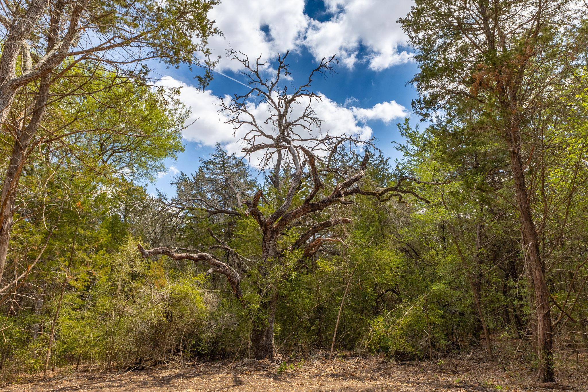 1910 (Tract #1) Baca Loop, Flatonia, TX 78941