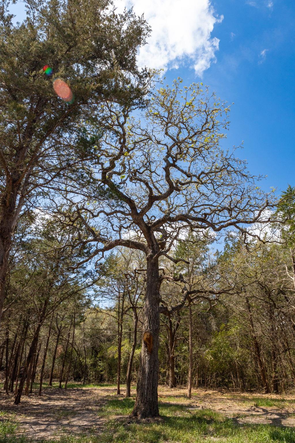1956 (Tract #2) Baca Loop, Flatonia, TX 78941