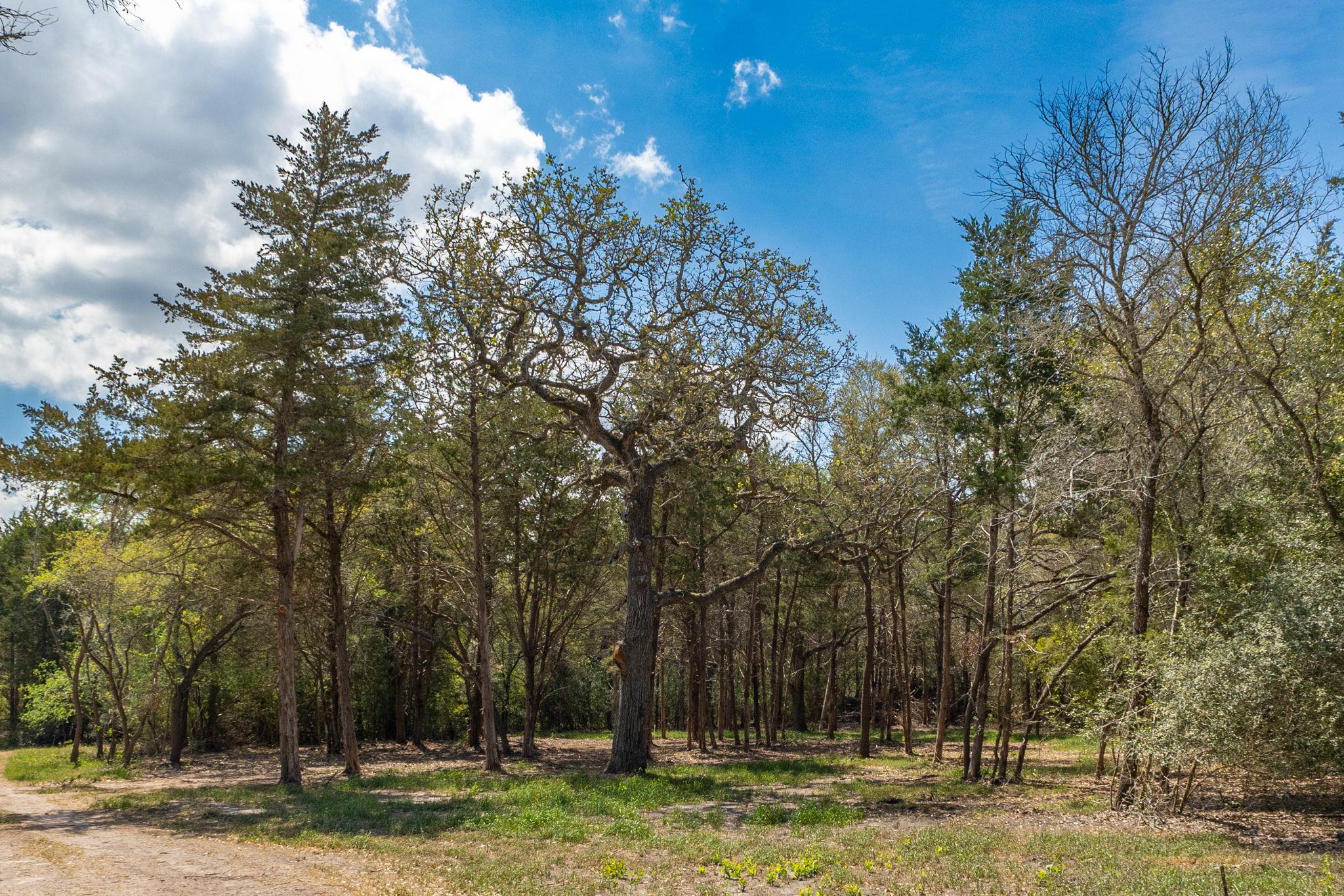 1956 (Tract #2) Baca Loop, Flatonia, TX 78941