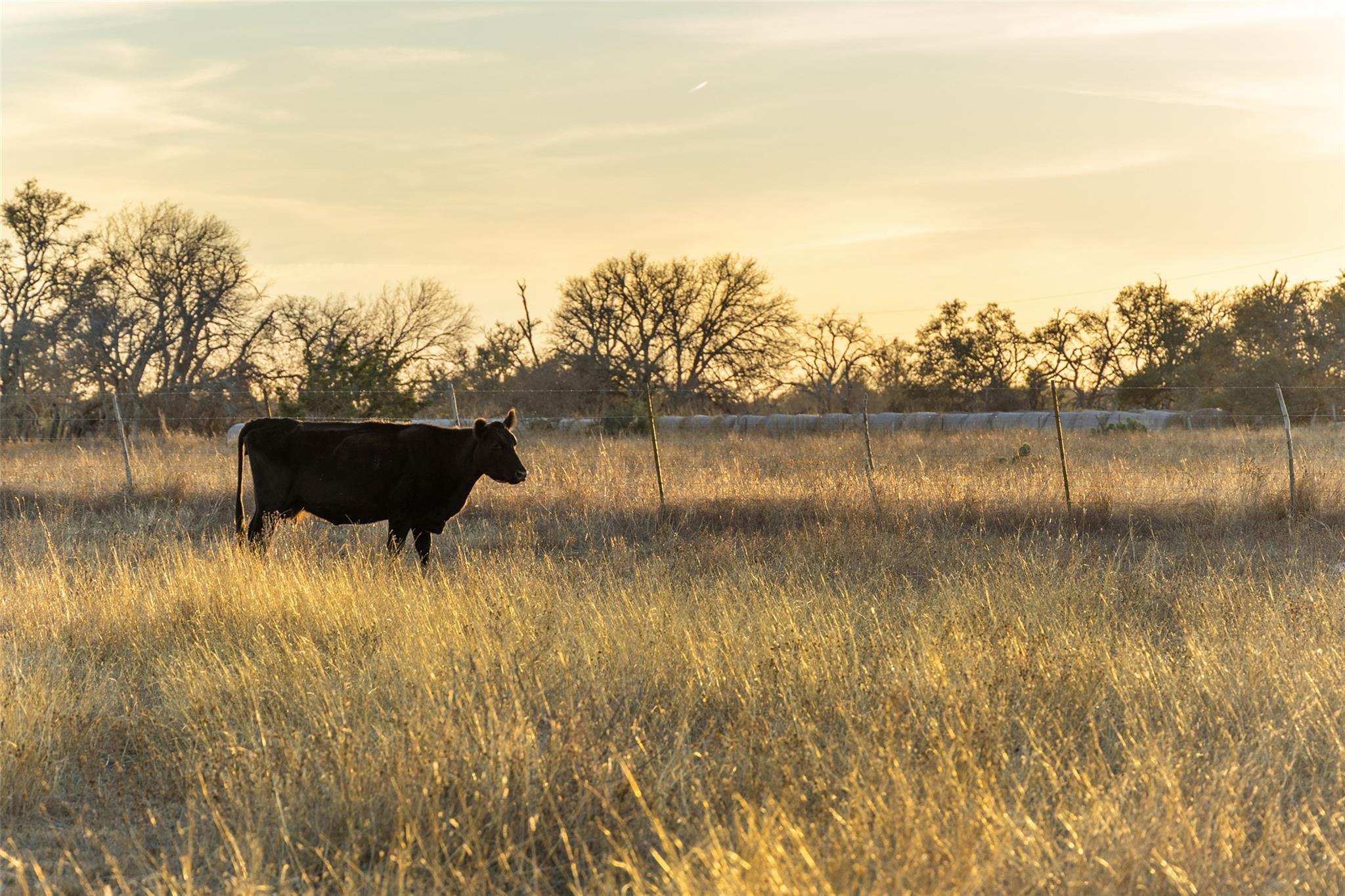 2227 Klein-Ahrens Rd, Fredericksburg, TX 78624