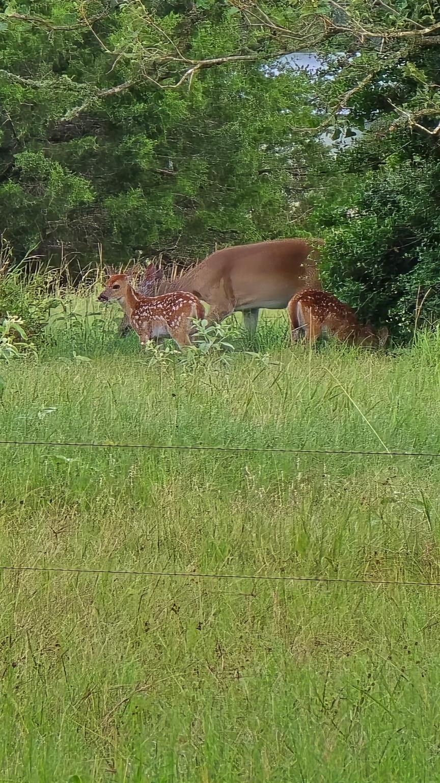 3873 Fm 1624, Lincoln, TX 78948