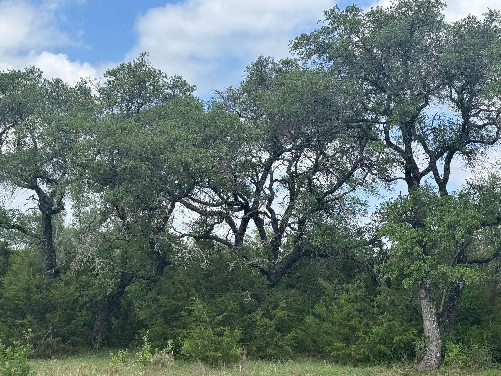 Lot 40 Maverick Way, Briggs, TX 78608