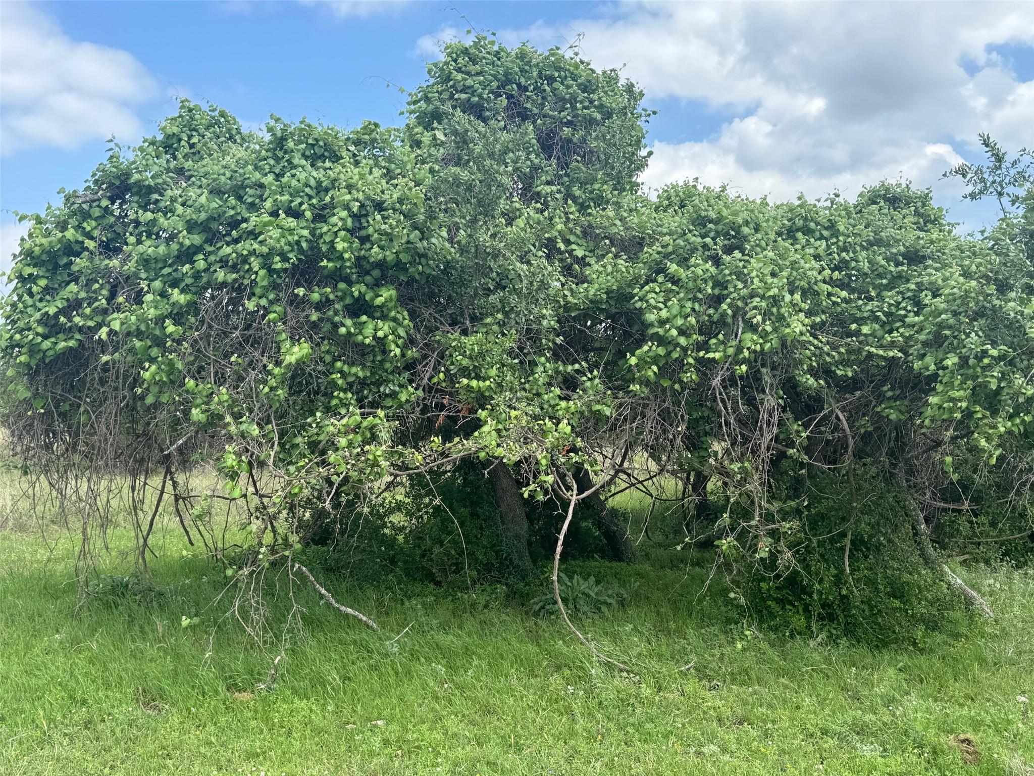 Lot 40 Maverick Way, Briggs, TX 78608