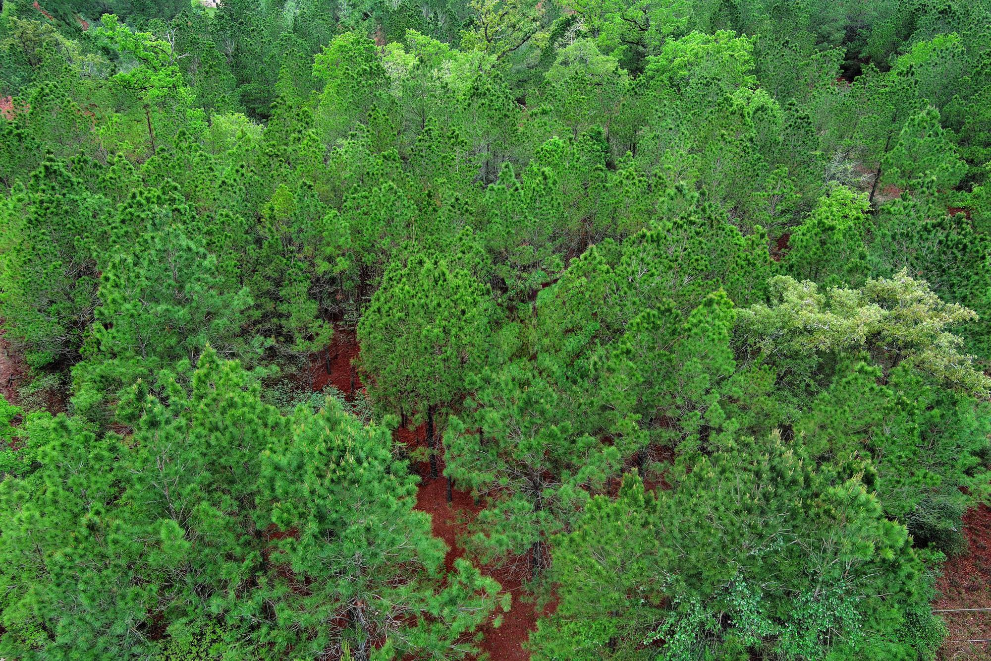 453 Kelley Rd, Bastrop, TX 78602