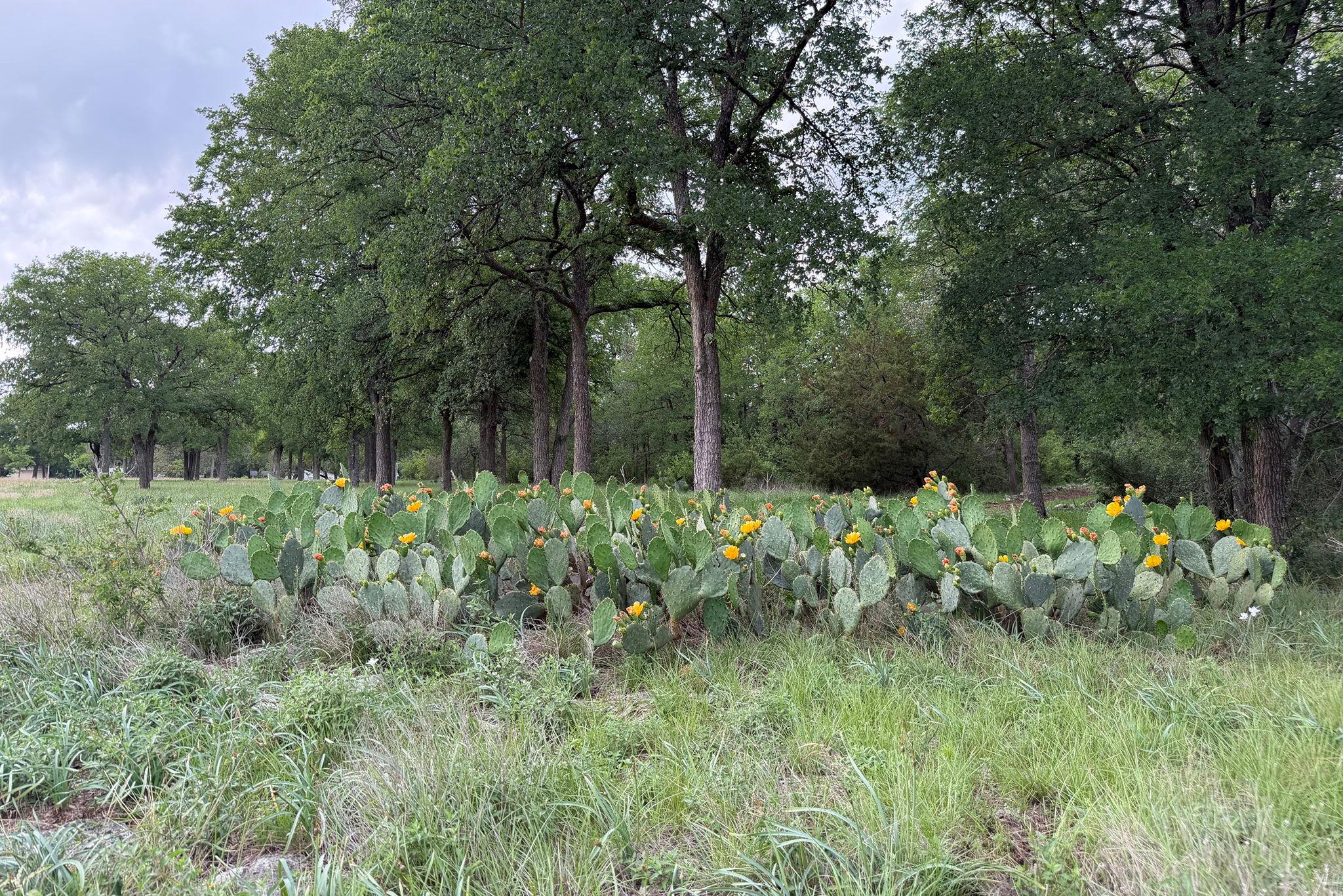 11707 Shoshone Dr, Austin, TX 78759