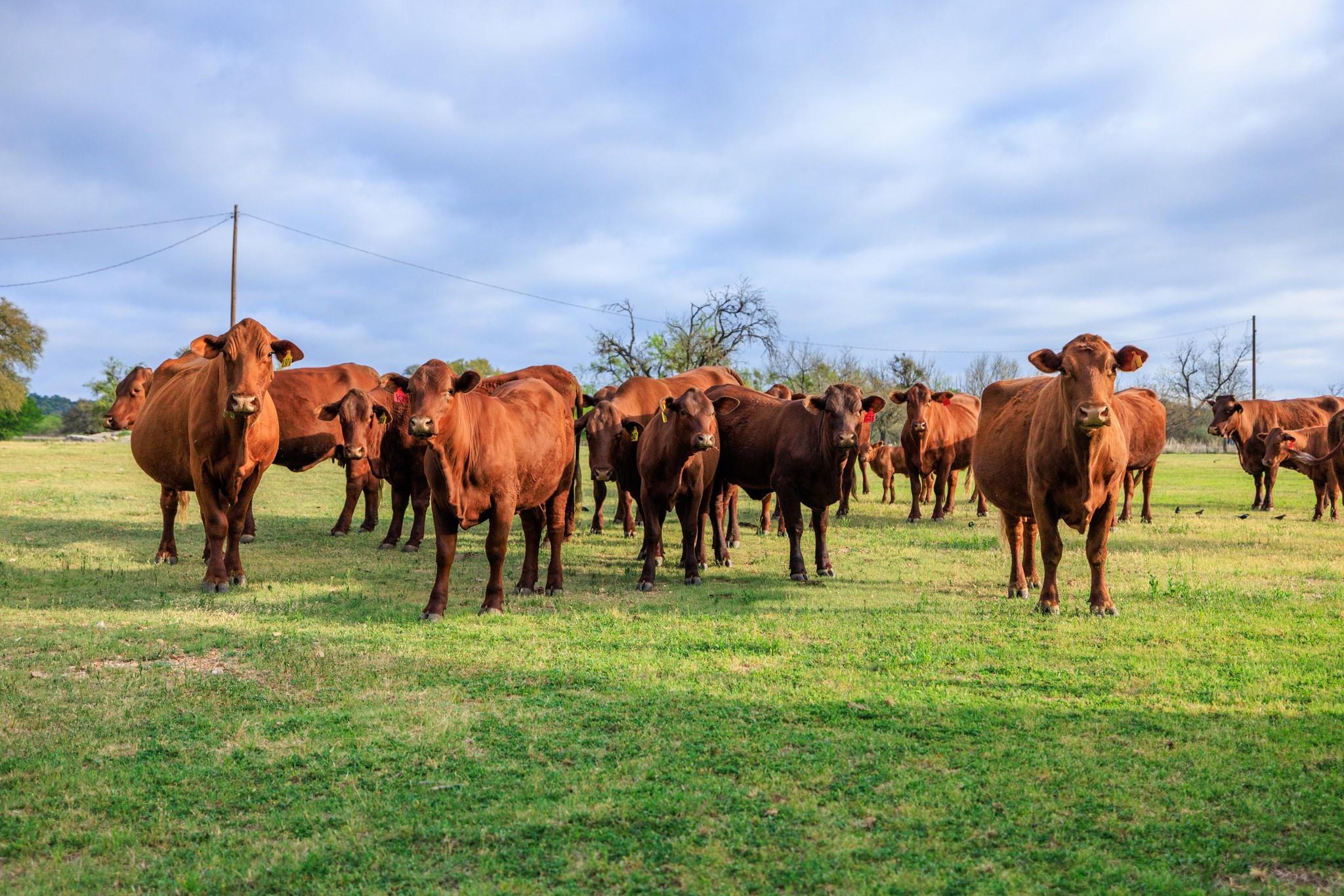 10250 E Fm 501, San Saba, TX 76877