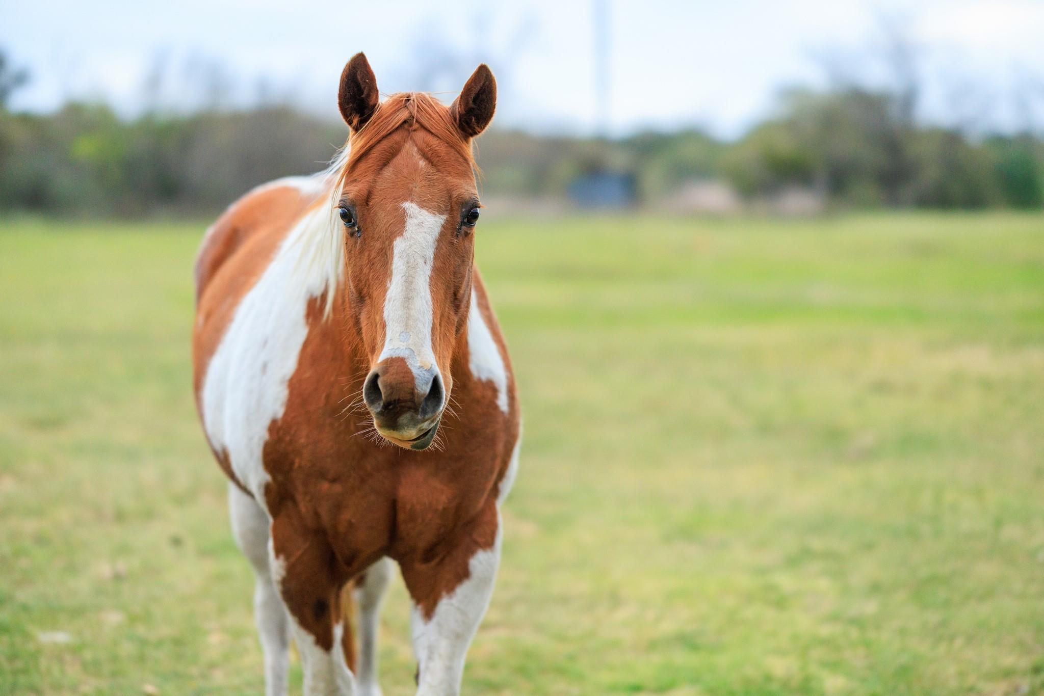 10250 E Fm 501, San Saba, TX 76877