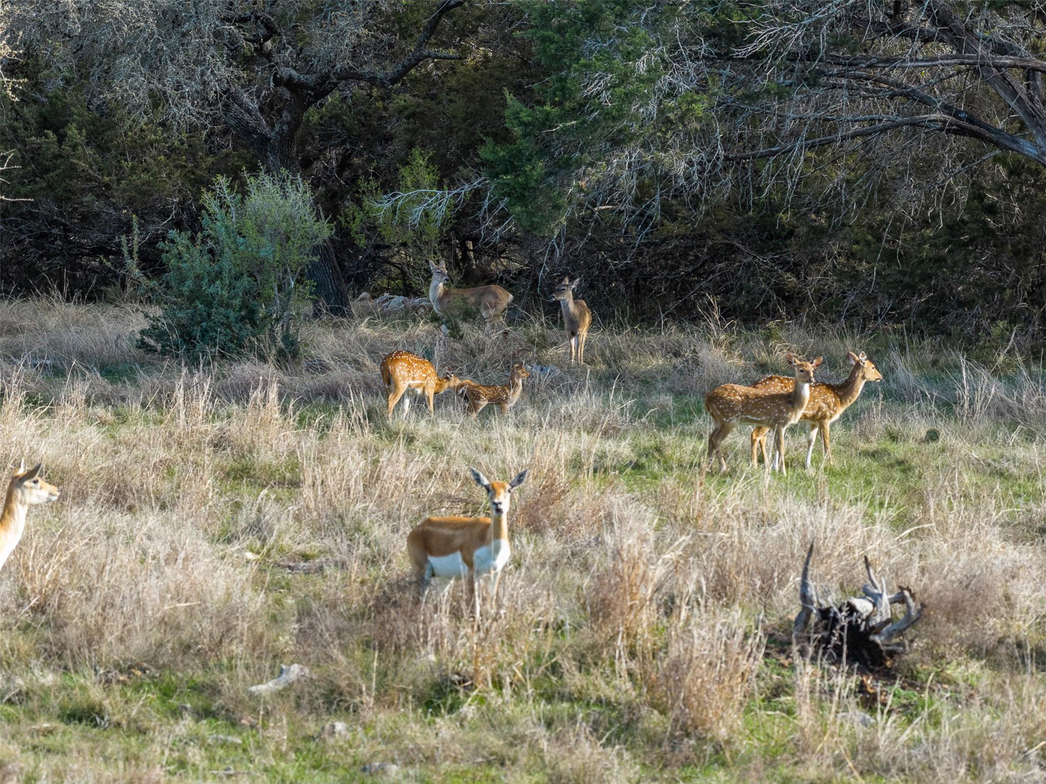 8901 County Road 108, Burnet, TX 78611