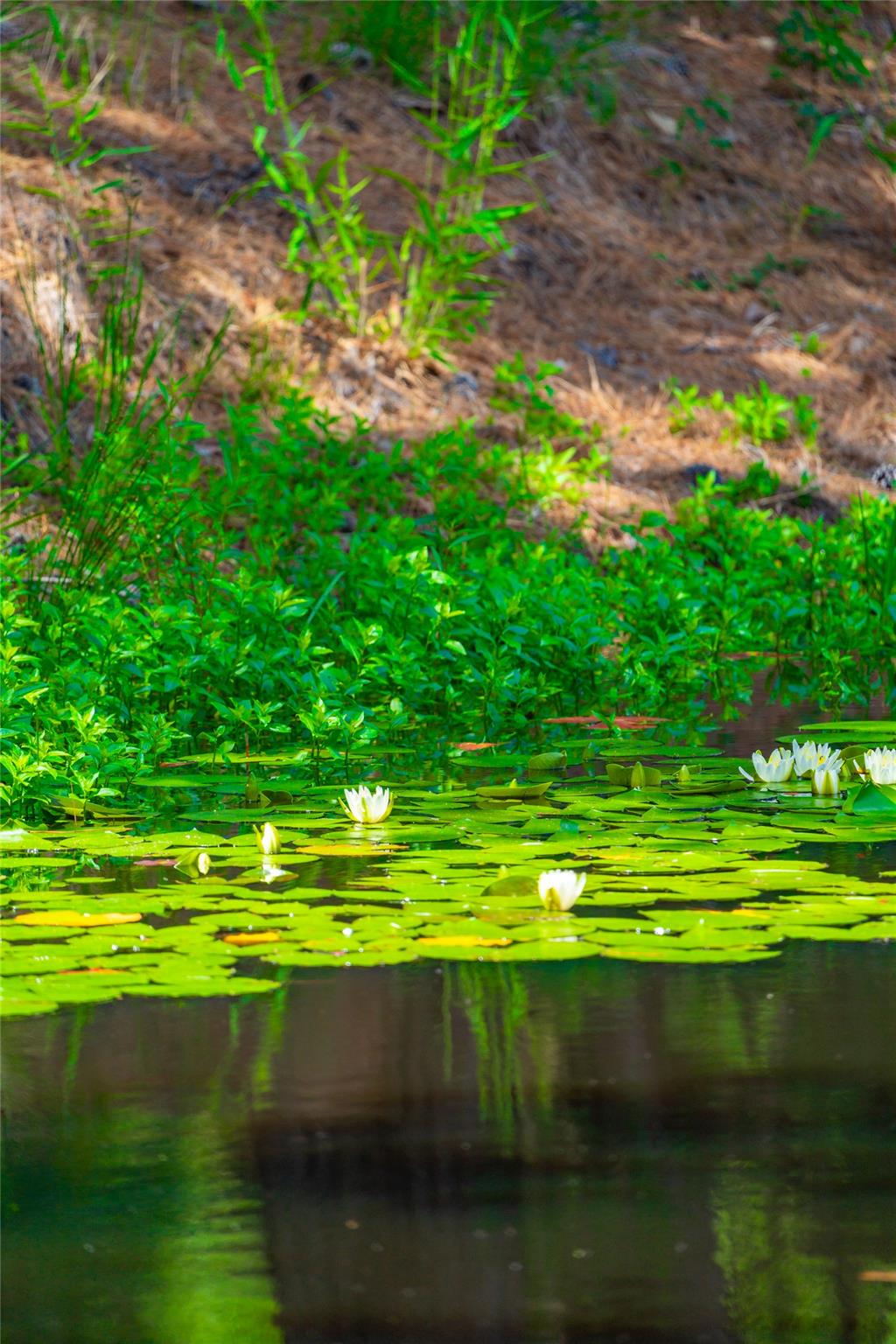 677 Old Antioch Rd, Smithville, TX 78957