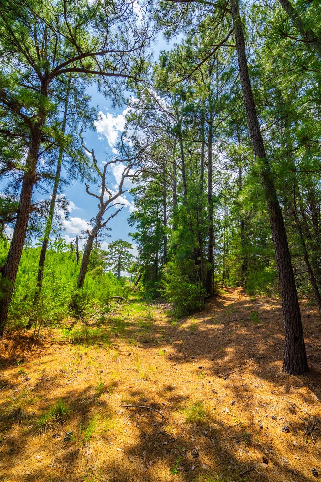 677 Old Antioch Rd, Smithville, TX 78957