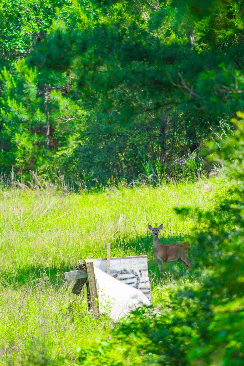 677 Old Antioch Rd, Smithville, TX 78957