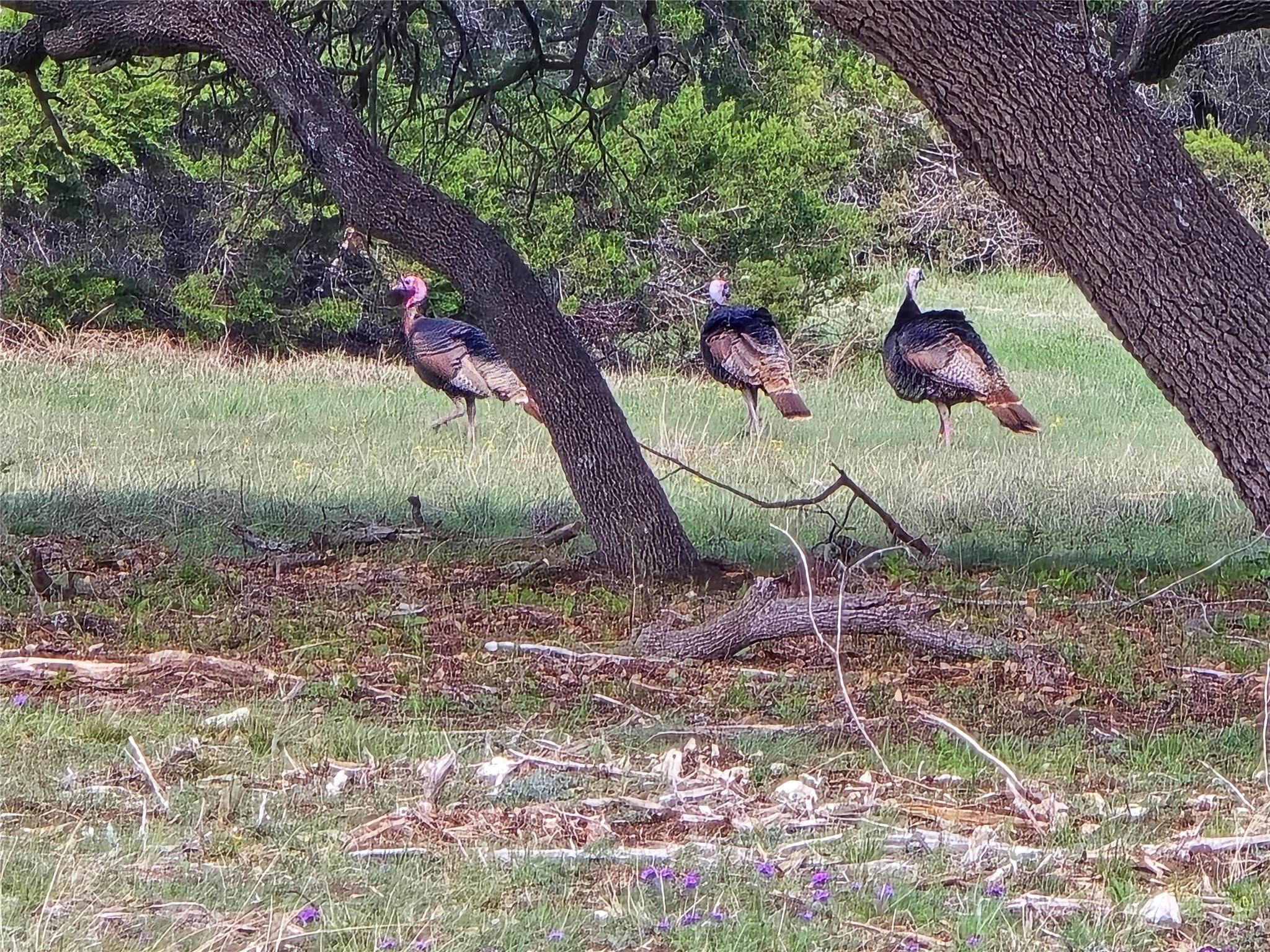 000 CR 206, Lampasas, TX 76550