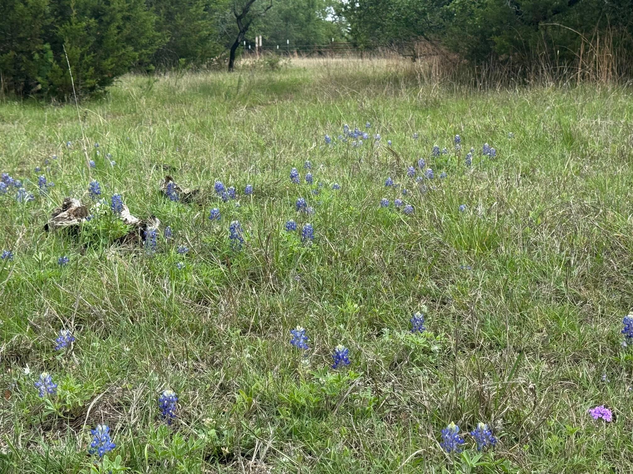Lot 41 Maverick Way, Briggs, TX 78608