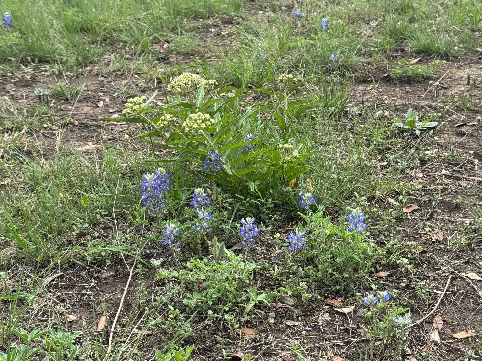 Lot 41 Maverick Way, Briggs, TX 78608