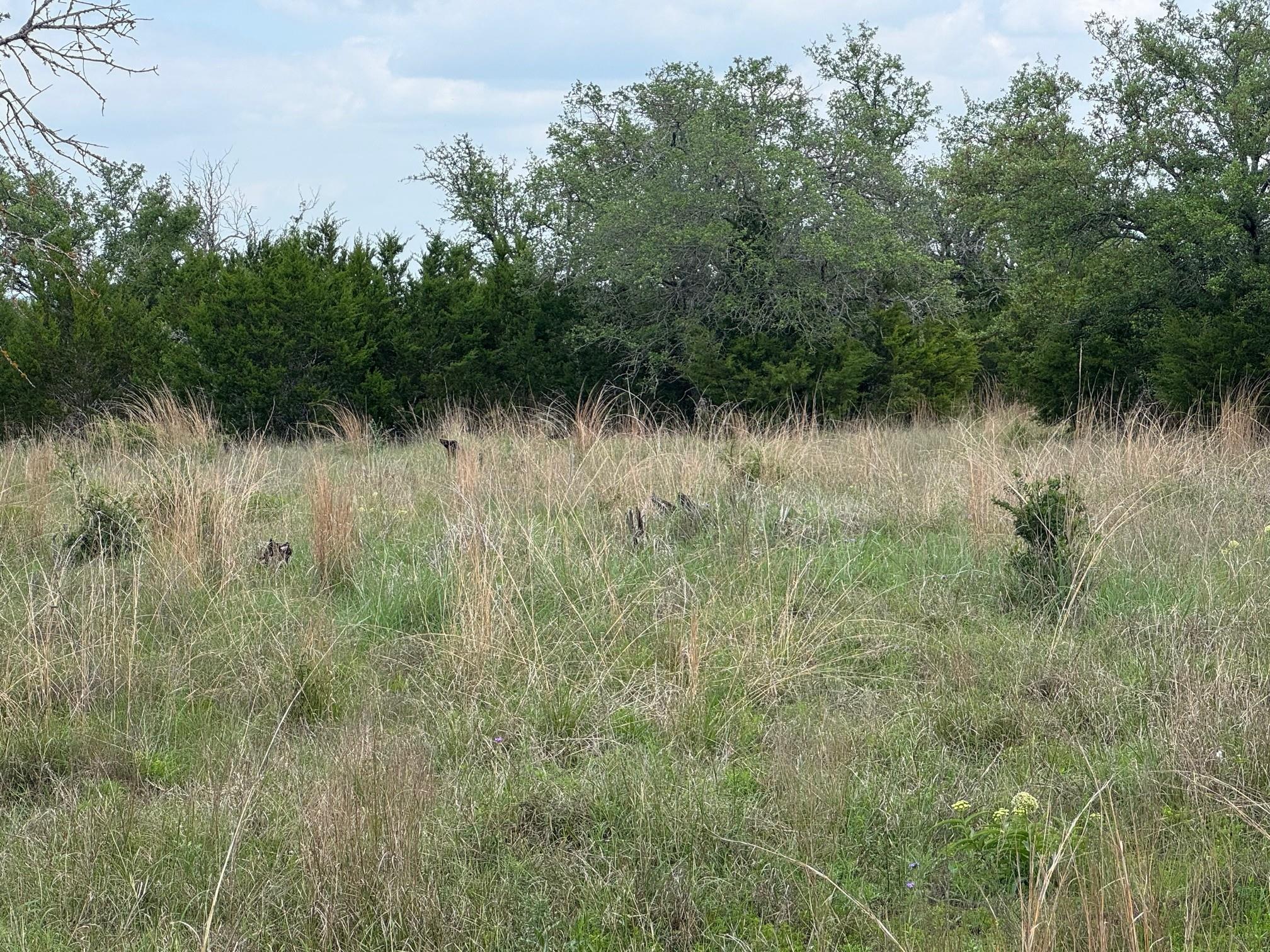 Lot 41 Maverick Way, Briggs, TX 78608