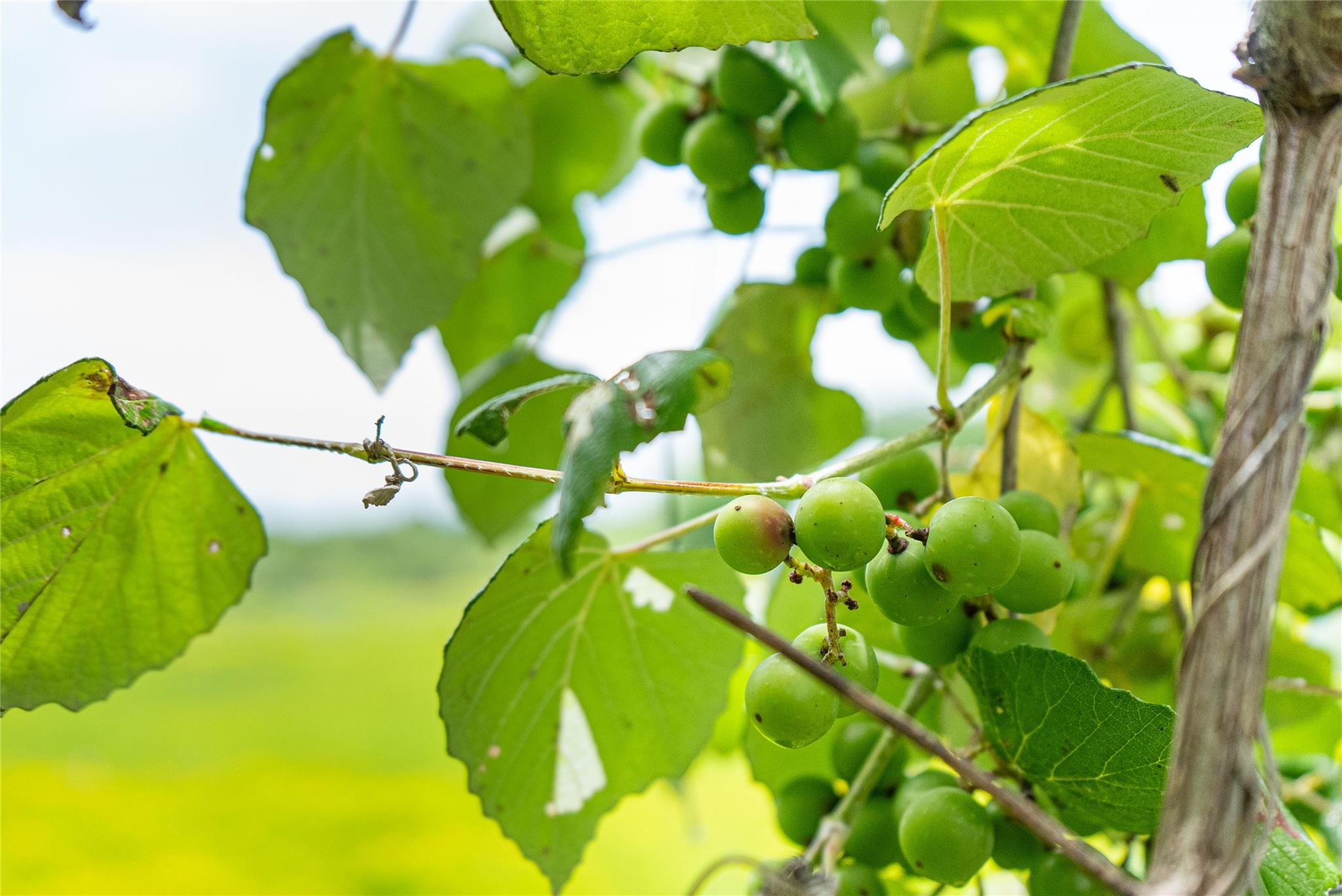 802 Smith Rd, Rockdale, TX 76567