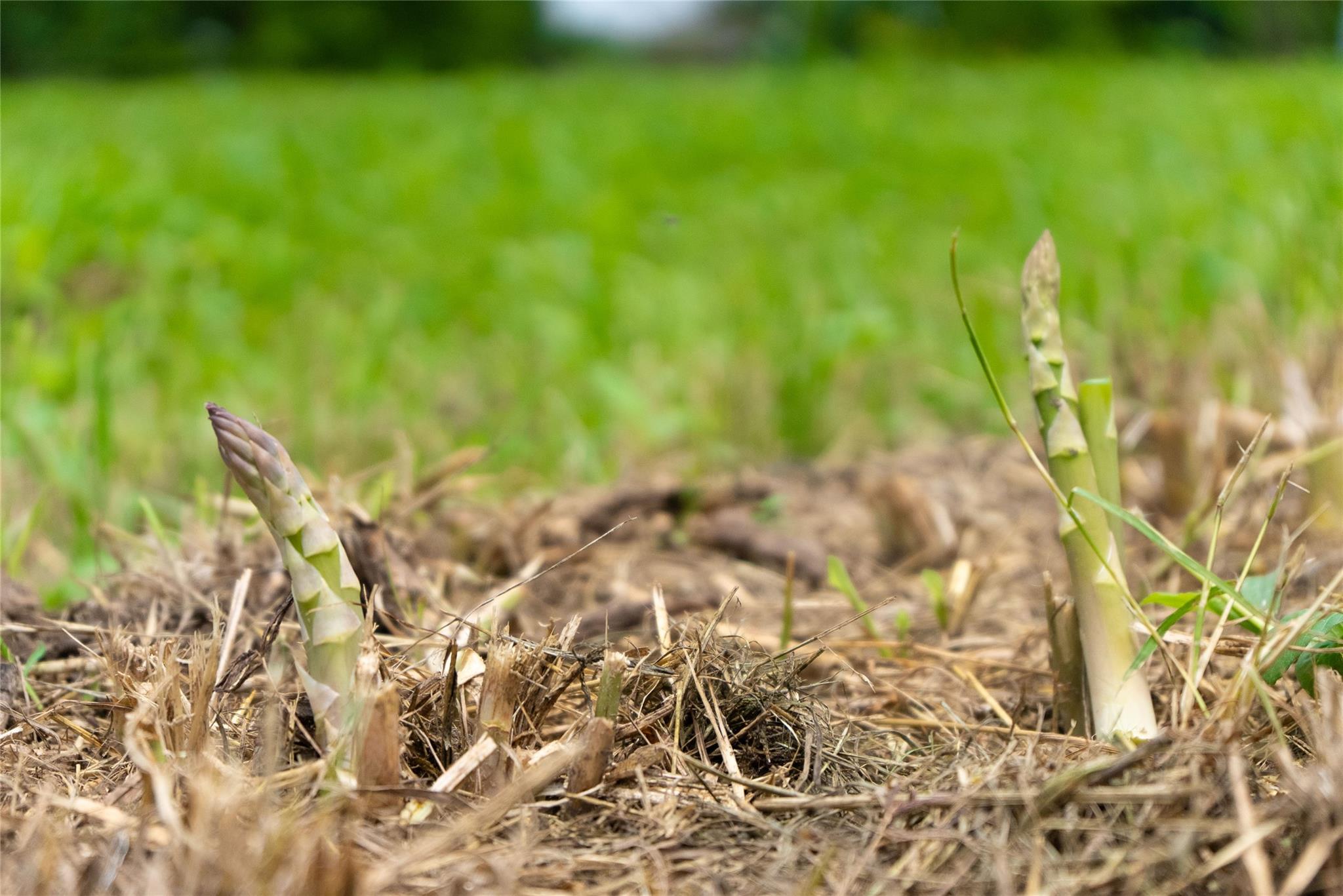 802 Smith Rd, Rockdale, TX 76567