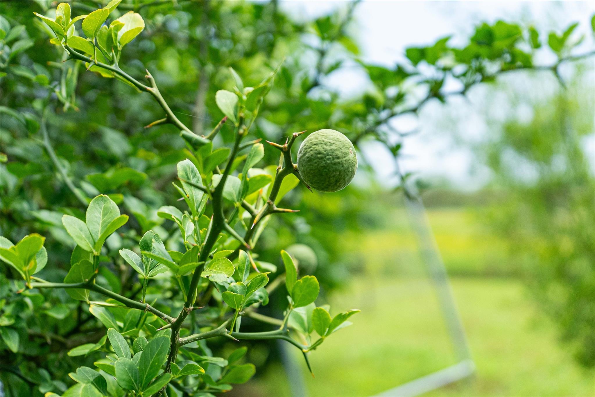 802 Smith Rd, Rockdale, TX 76567