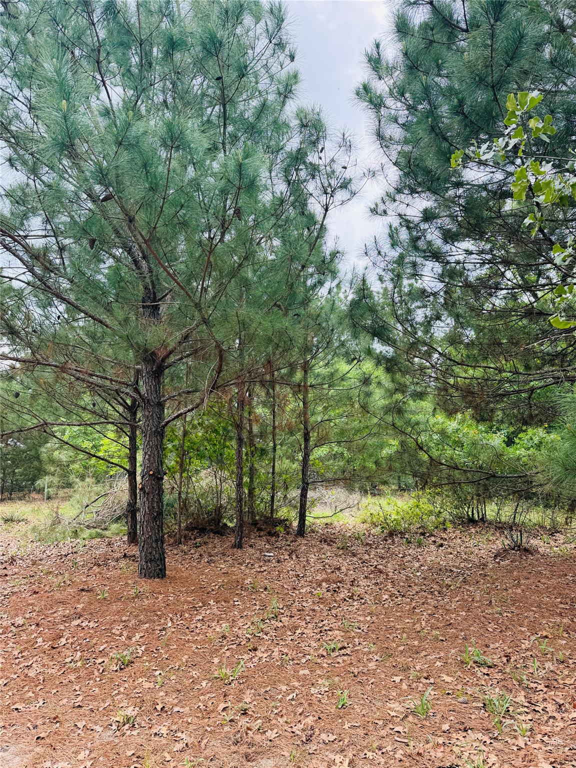 TBD Buckhorn Dr, Bastrop, TX 78602