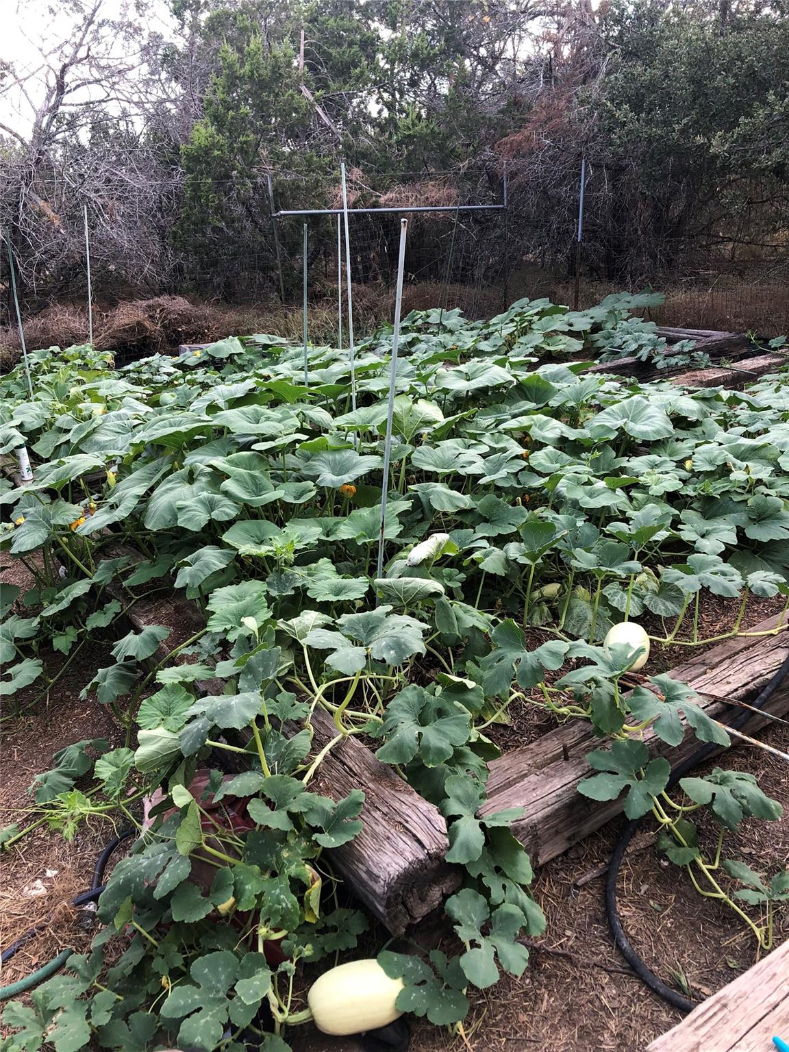 10501 Hill Country Skyline, Dripping Springs, TX 78620