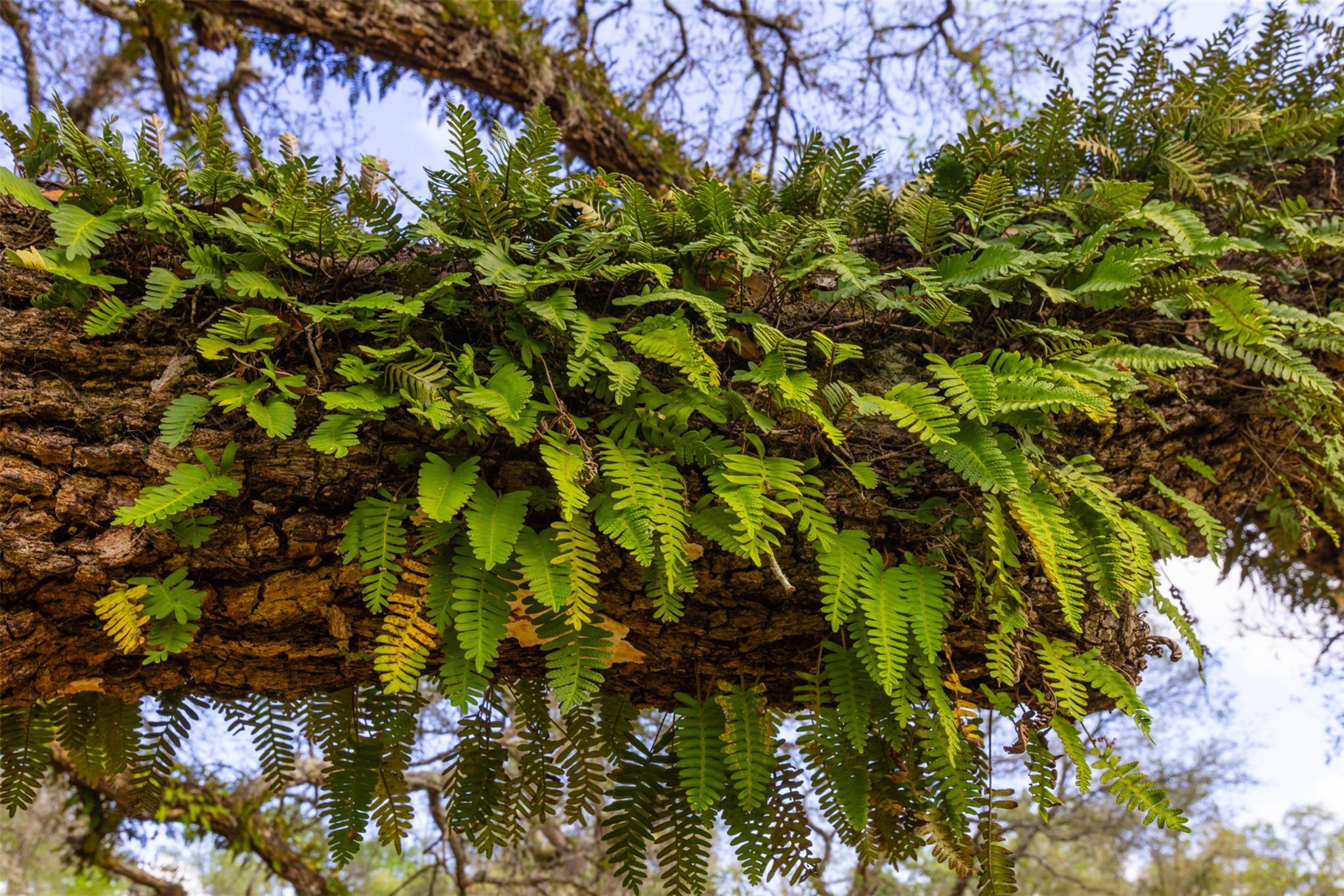 1106 N County Rd 255, Garwood, TX 77442