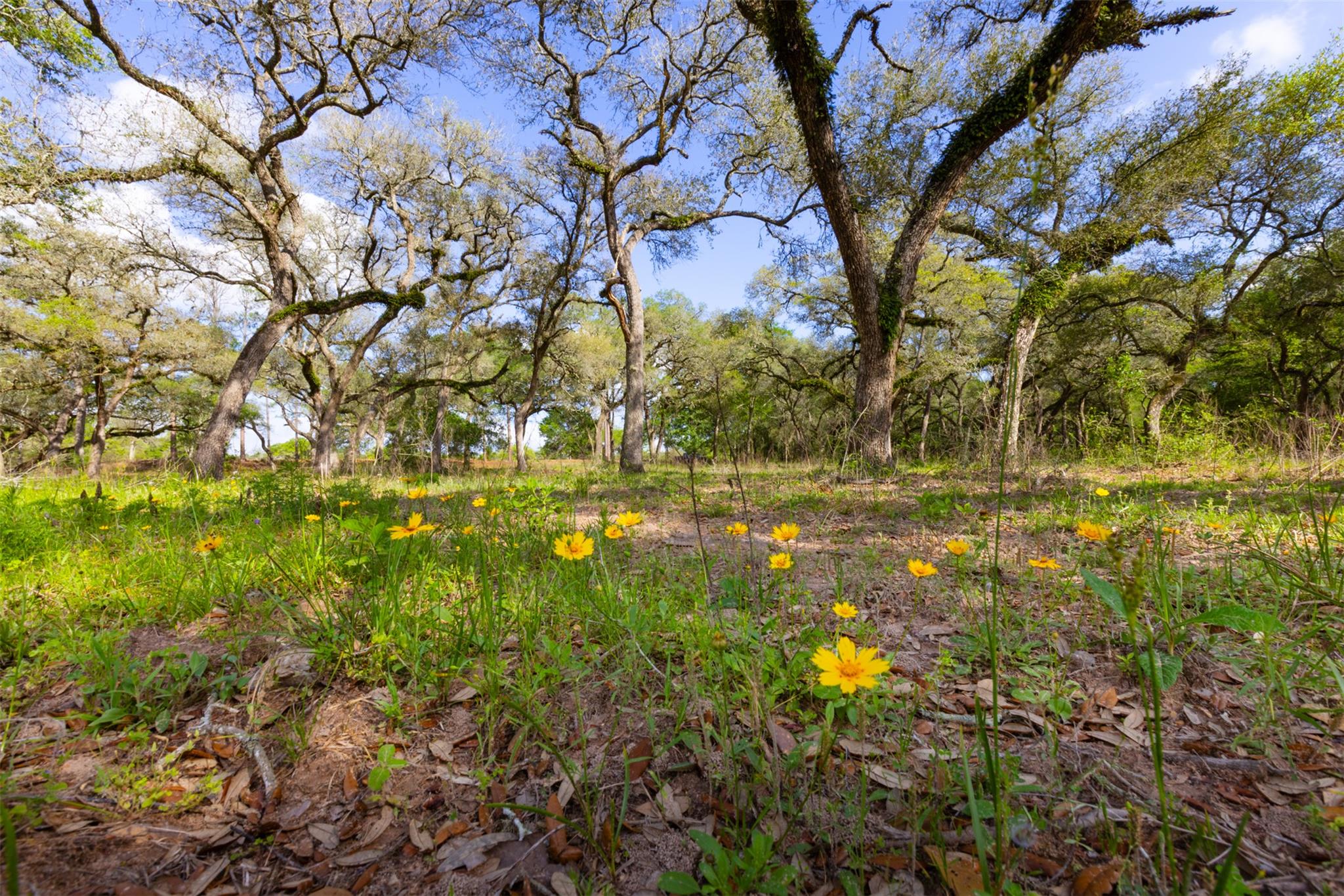 1106 N County Rd 255, Garwood, TX 77442