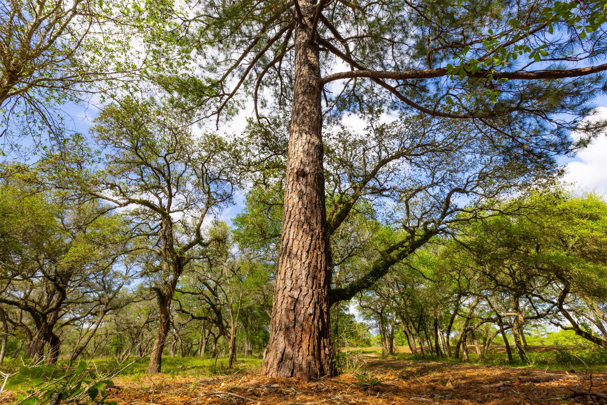 1106 N County Rd 255, Garwood, TX 77442