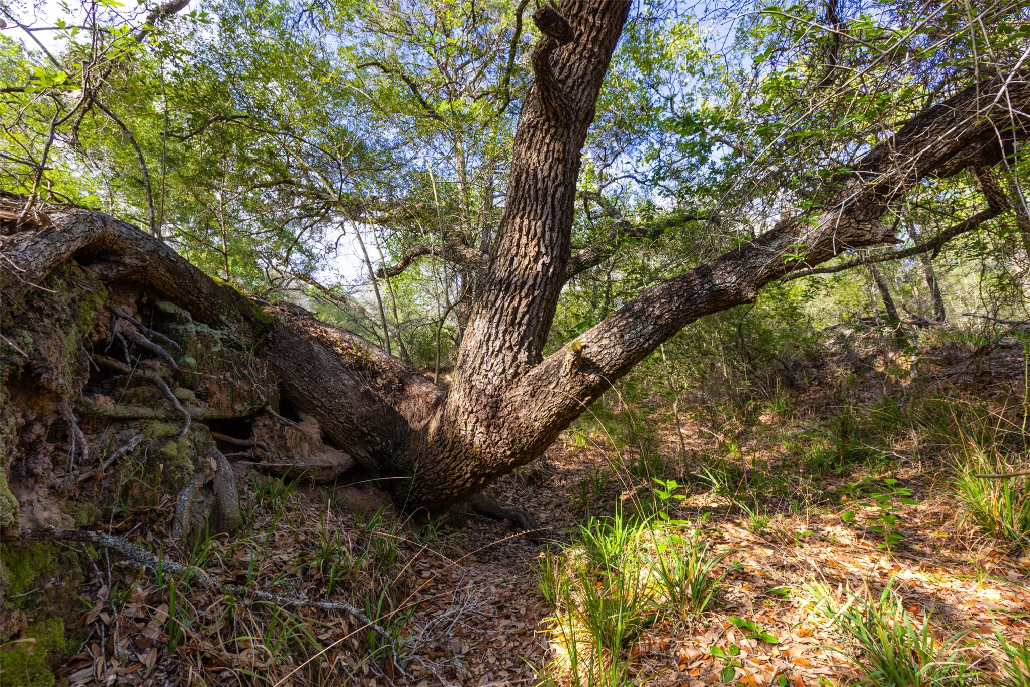 1106 N County Rd 255, Garwood, TX 77442