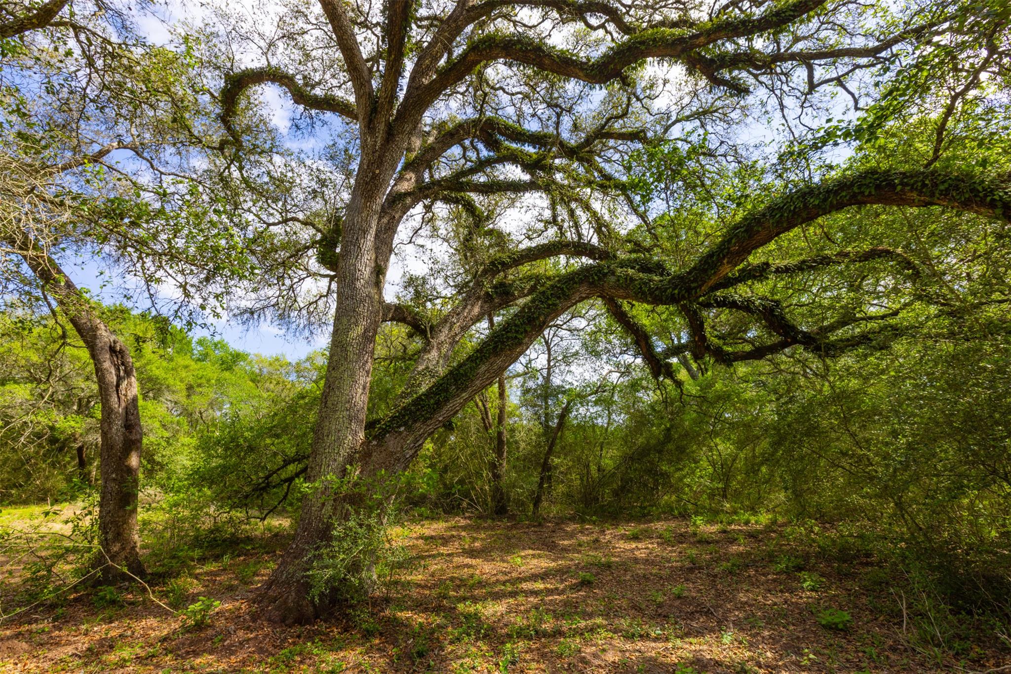 1106 N County Rd 255, Garwood, TX 77442