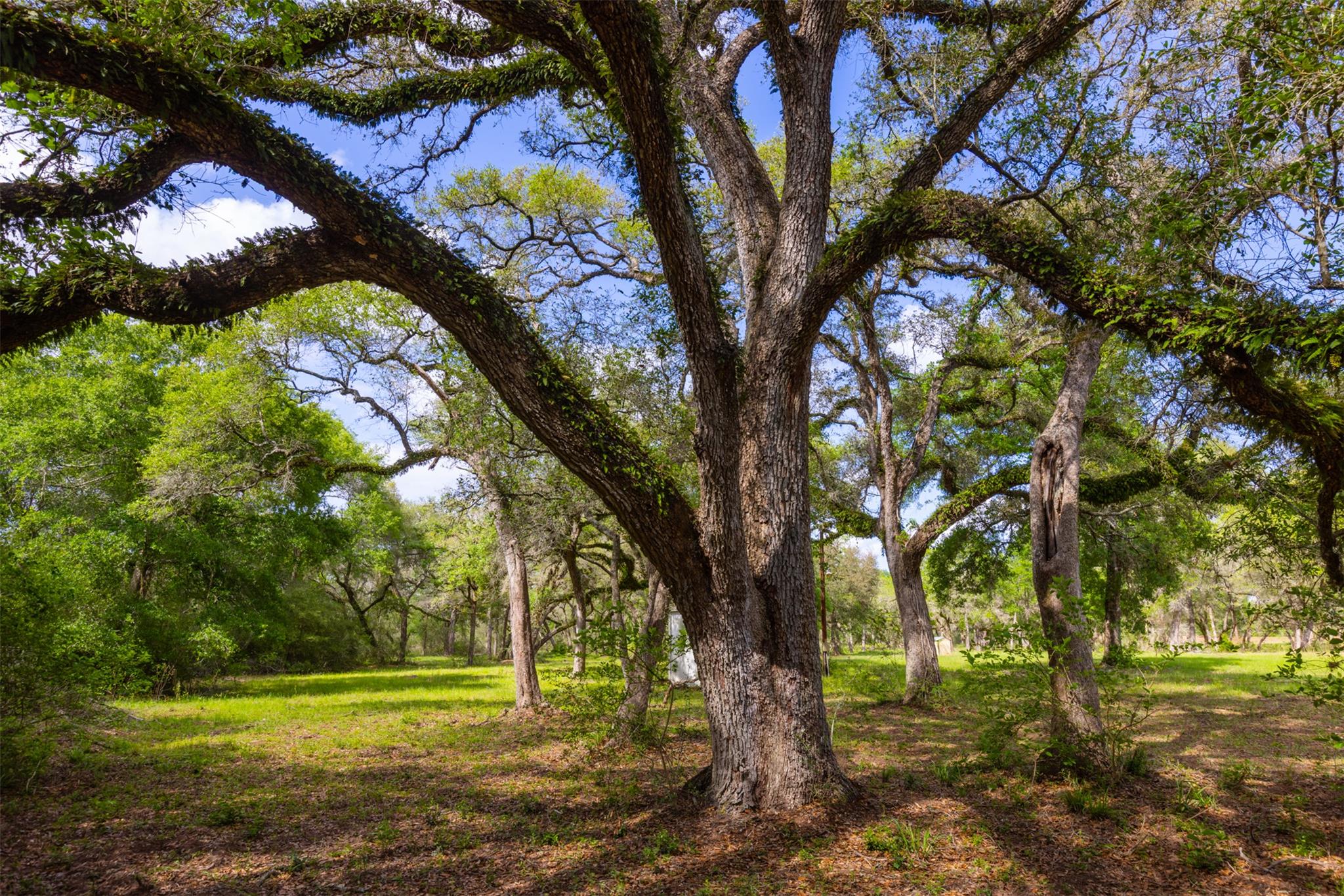 1106 N County Rd 255, Garwood, TX 77442