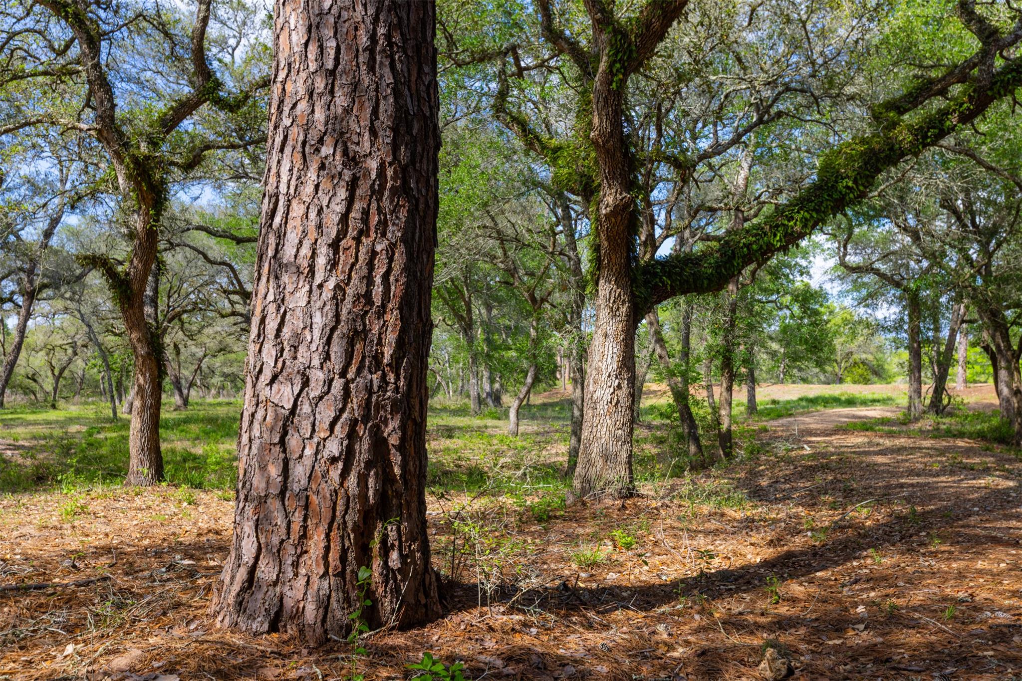 1106 N County Rd 255, Garwood, TX 77442