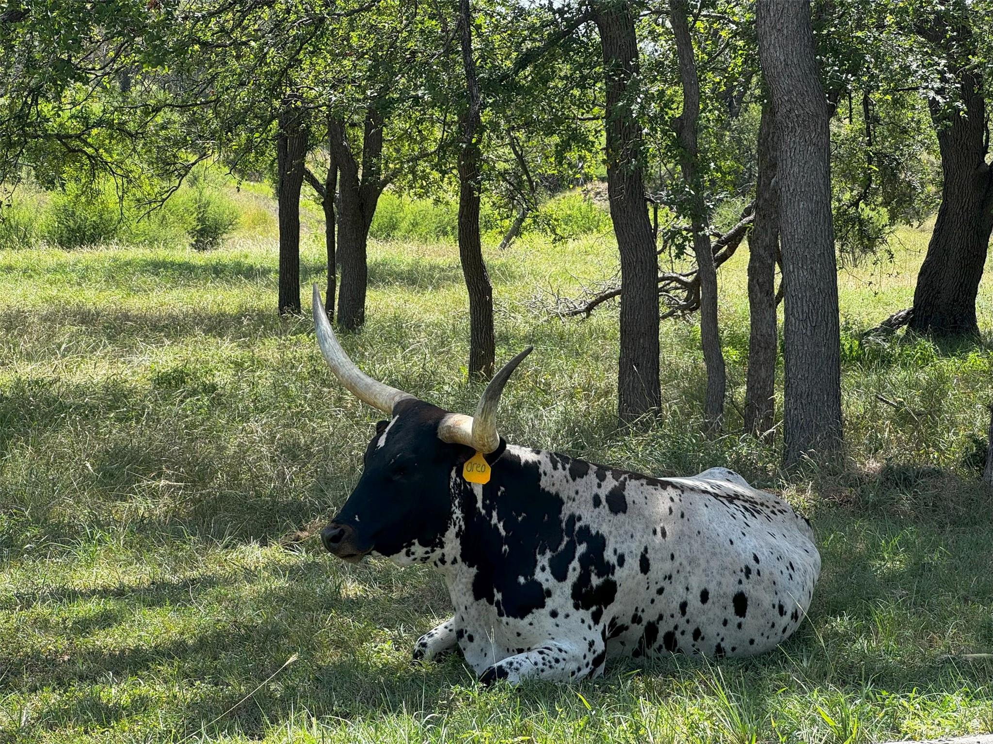 281 Chimney Cove Dr, Marble Falls, TX 78654