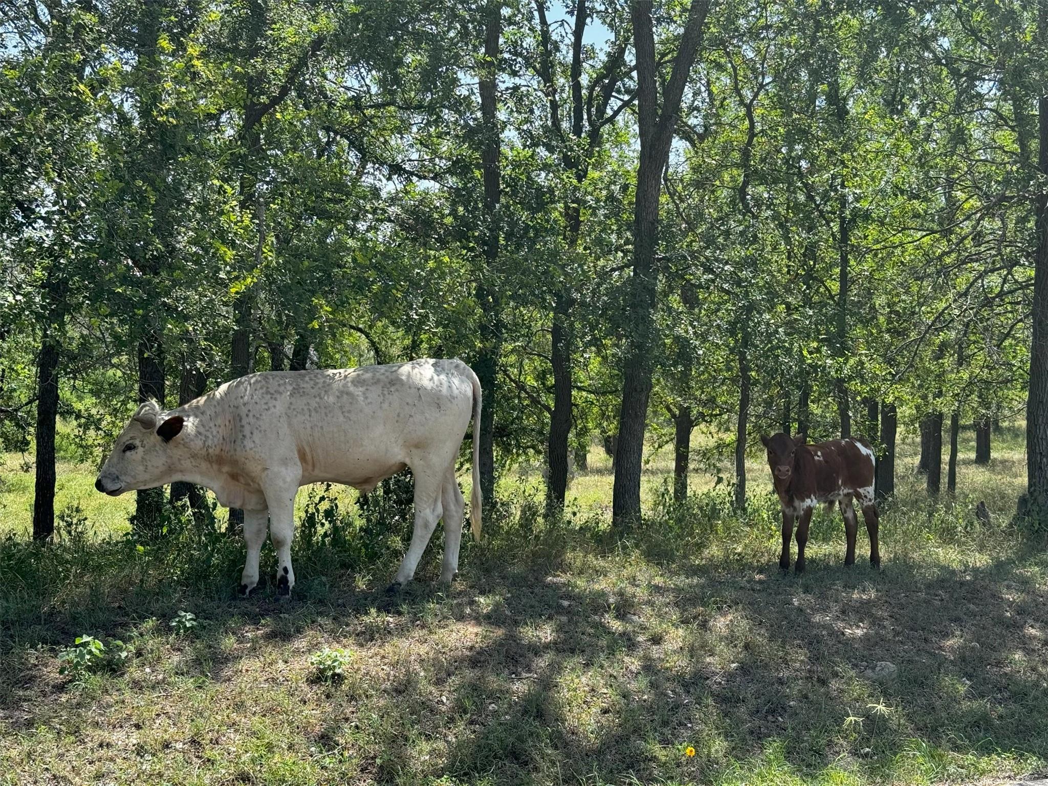 281 Chimney Cove Dr, Marble Falls, TX 78654