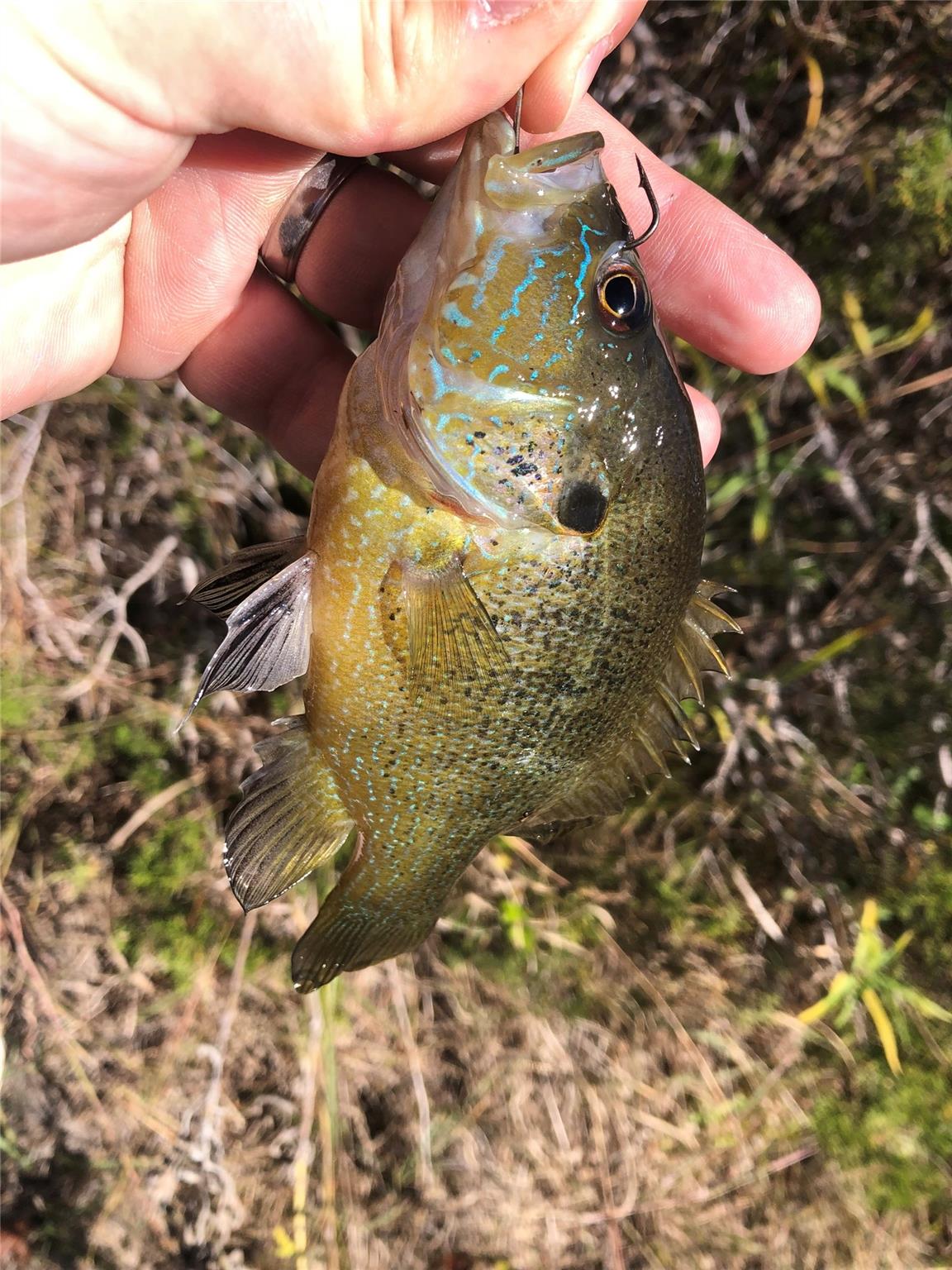 TBD S FM 1174, Bertram, TX 78605