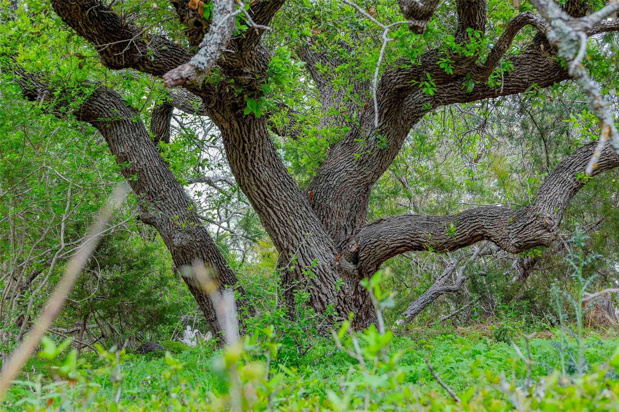 910 Abbey Rd, Liberty Hill, TX 78642