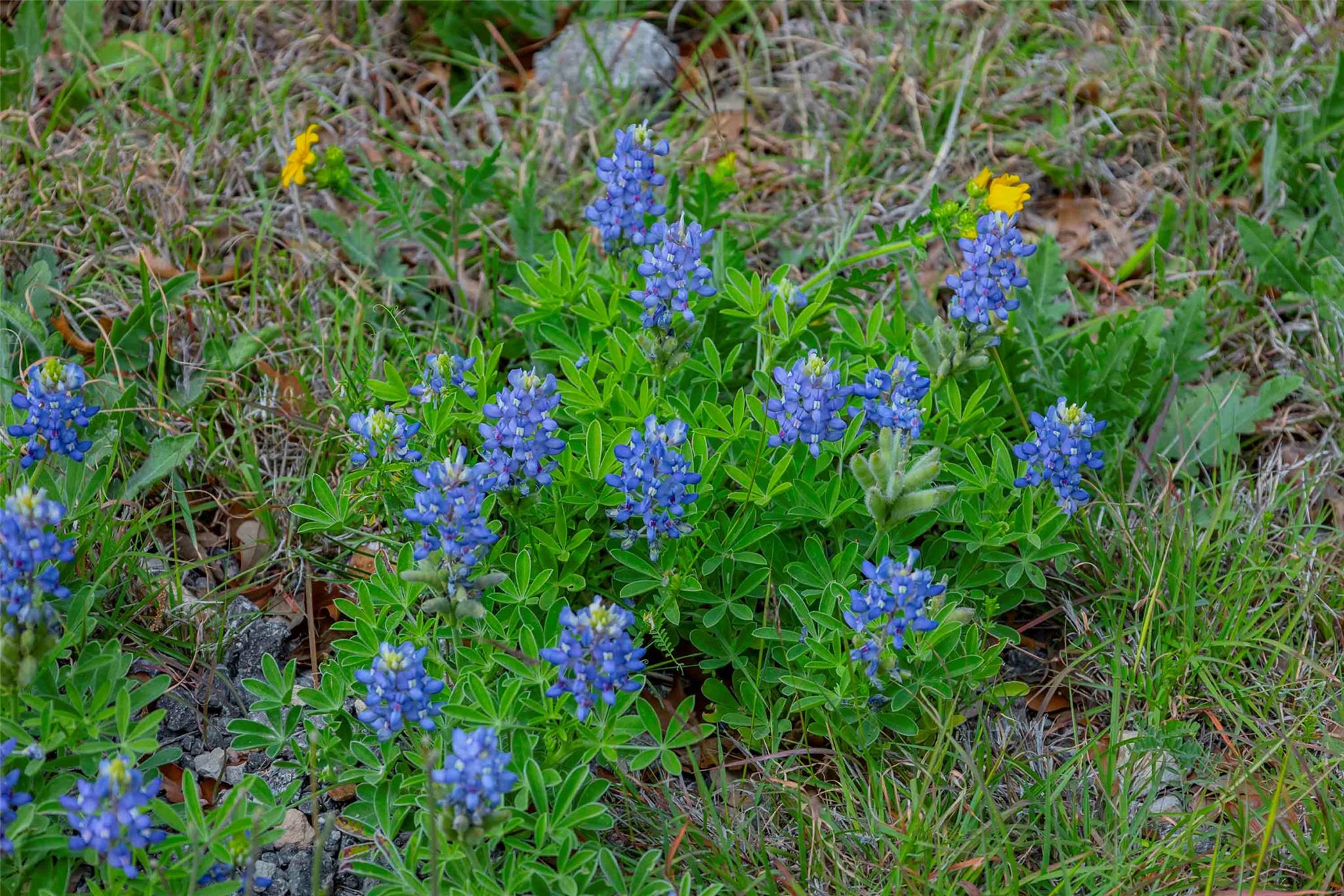 910 Abbey Rd, Liberty Hill, TX 78642