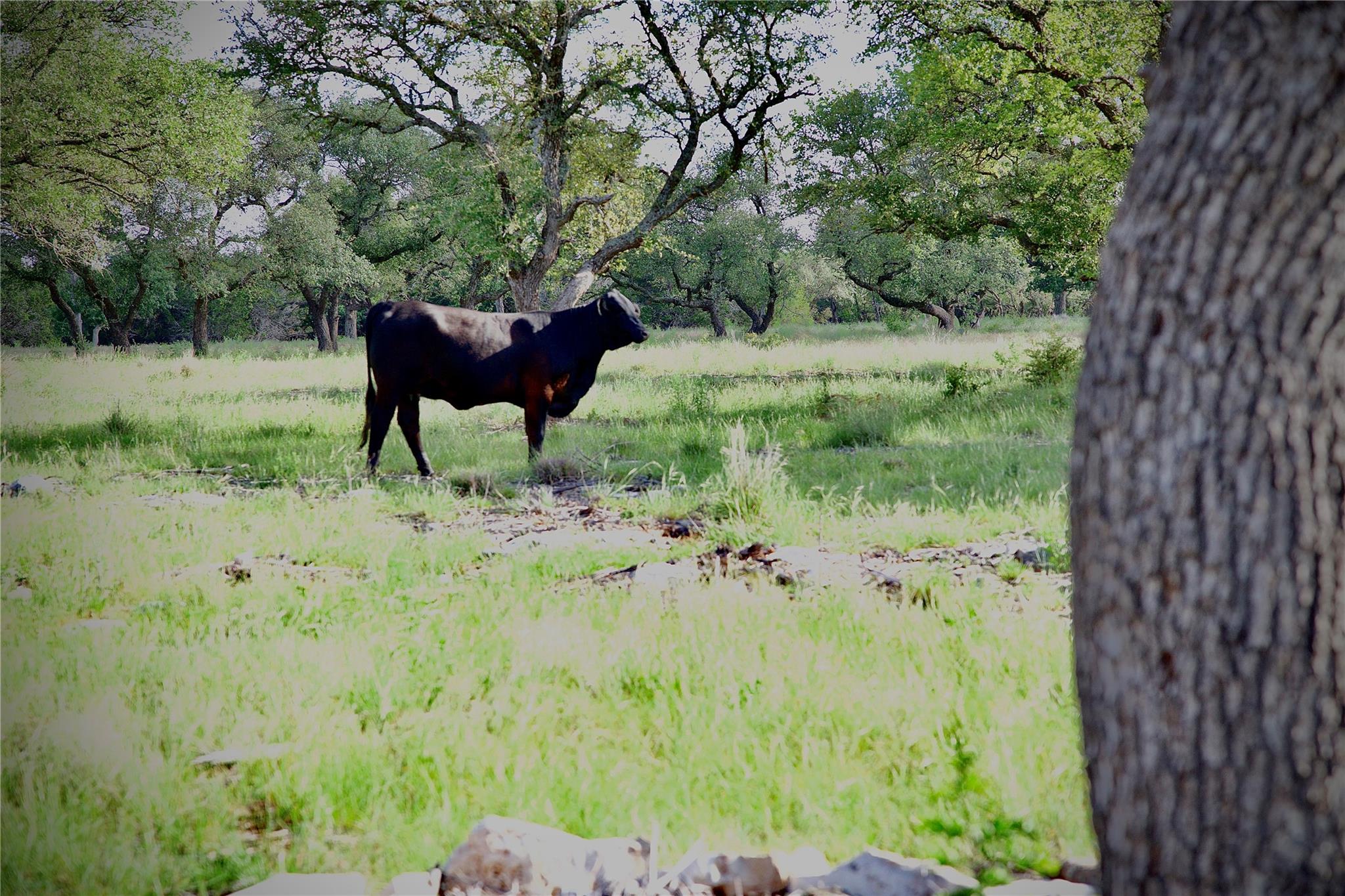 Lot 33 Starfall Dr, Lampasas, TX 76550