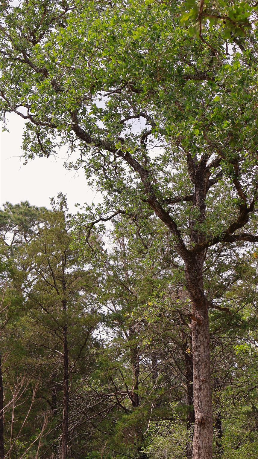 200 Cheyenne Dr, Smithville, TX 78957
