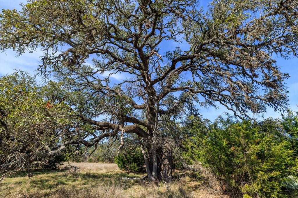 203 Rheingold School Rd, Fredericksburg, TX 78624