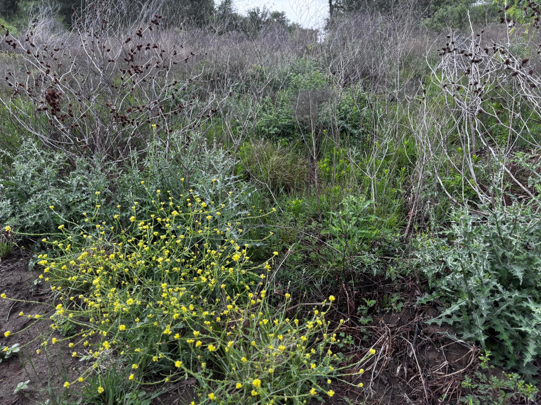 747 County Road 467, Thrall, TX 76578