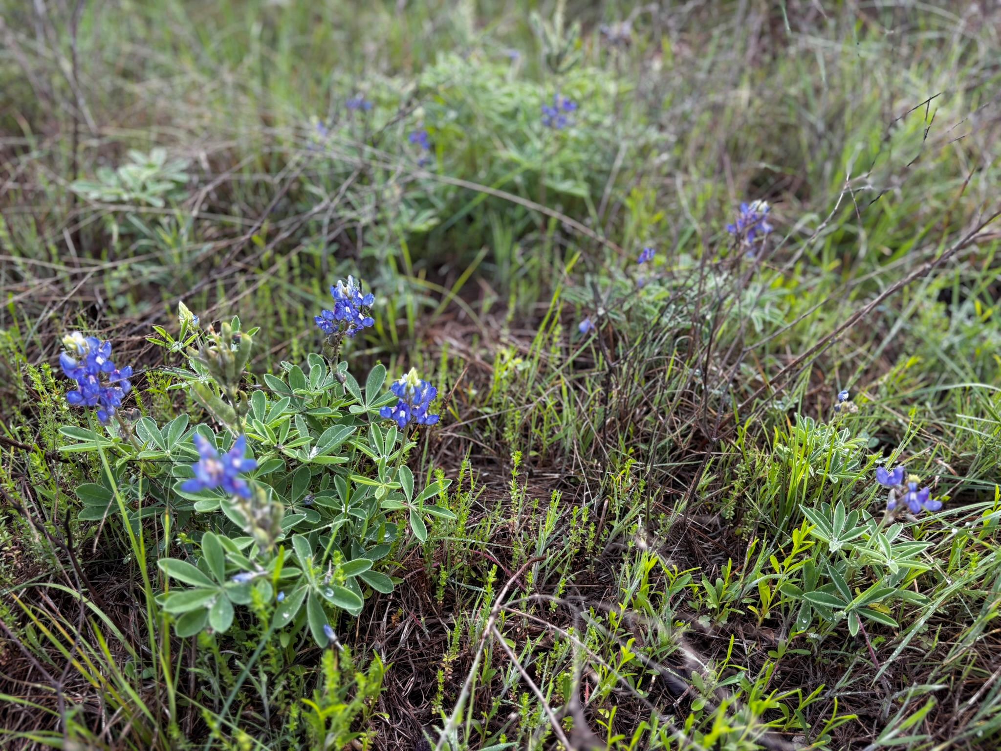 747 County Road 467, Thrall, TX 76578