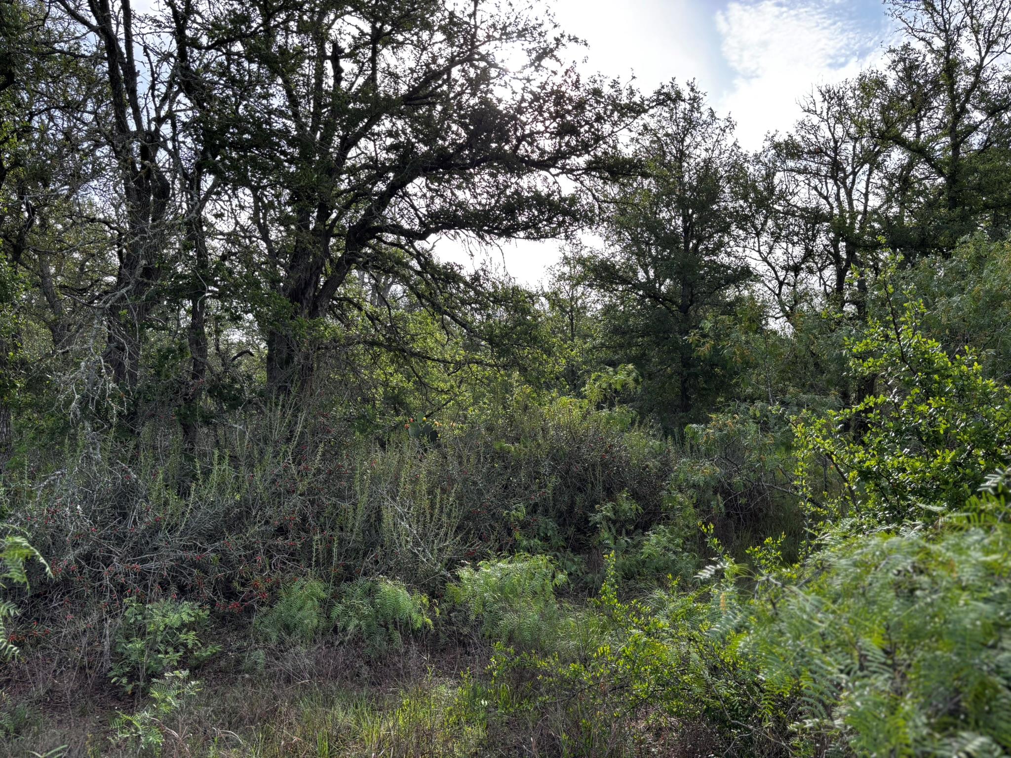 747 County Road 467, Thrall, TX 76578