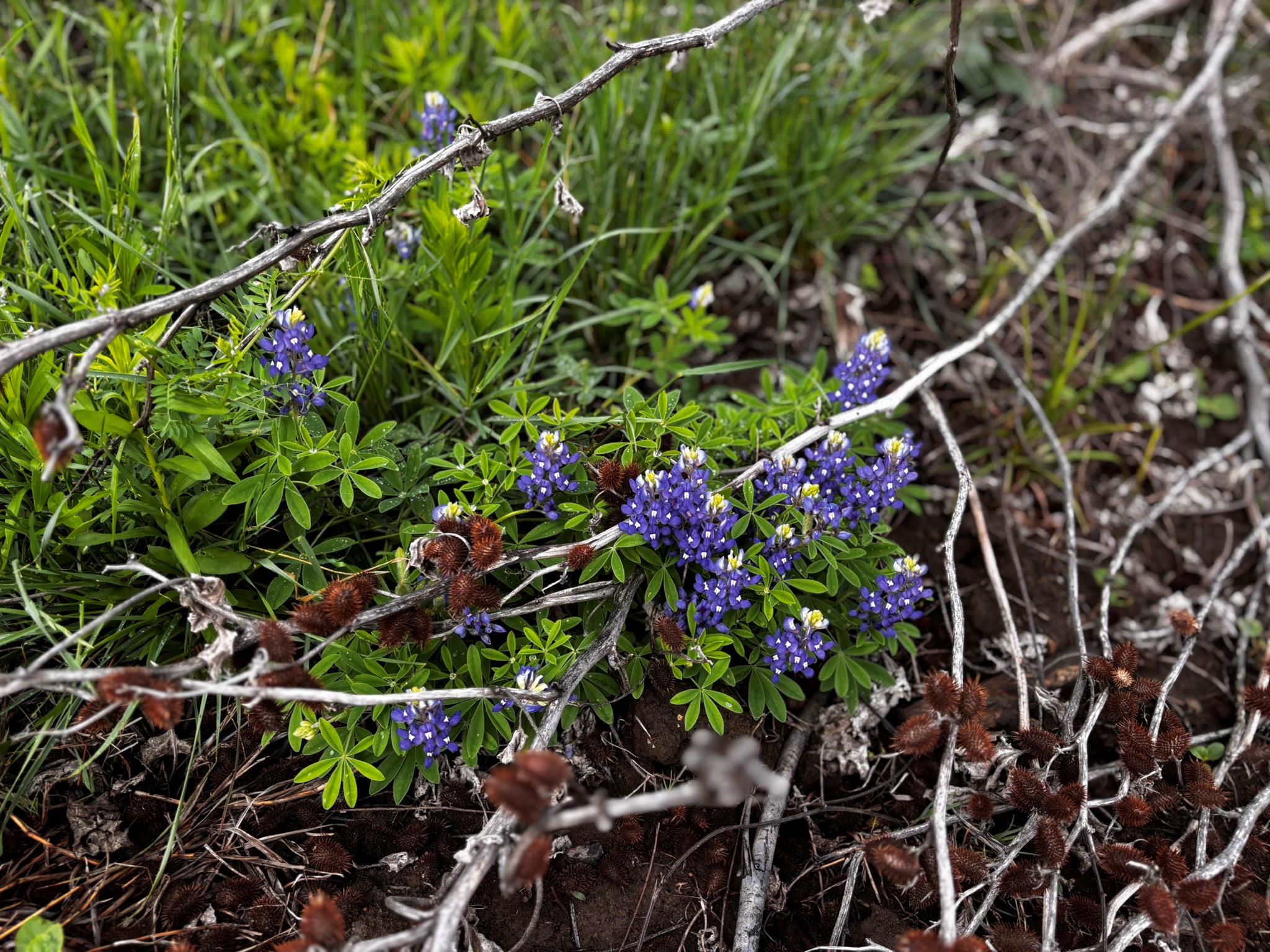 747 County Road 467, Thrall, TX 76578