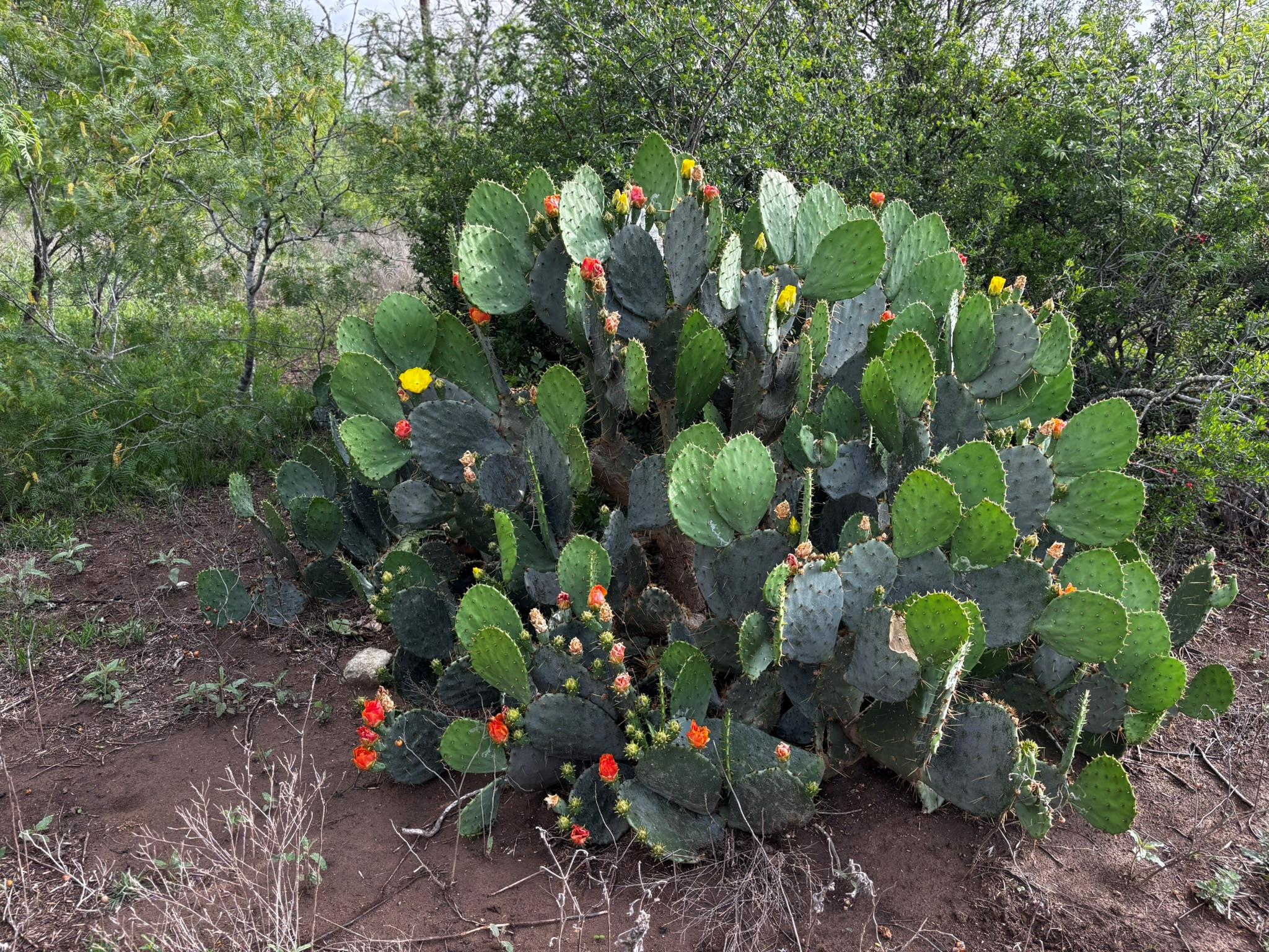 683 County Road 467, Thrall, TX 76578