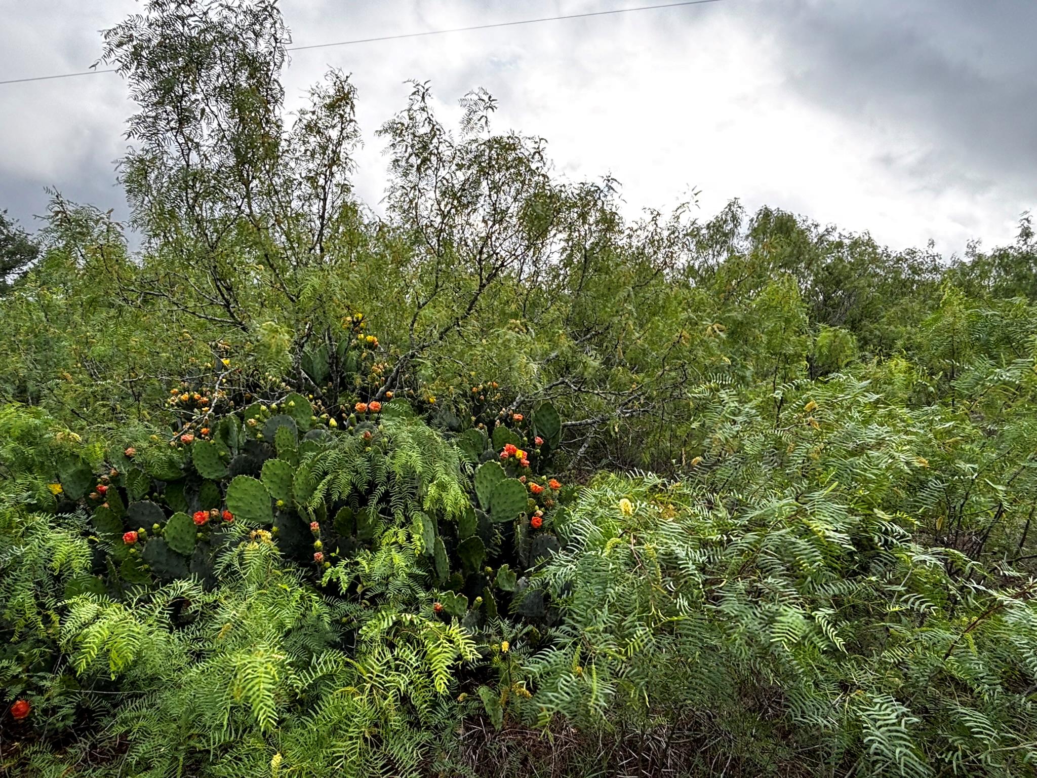 683 County Road 467, Thrall, TX 76578