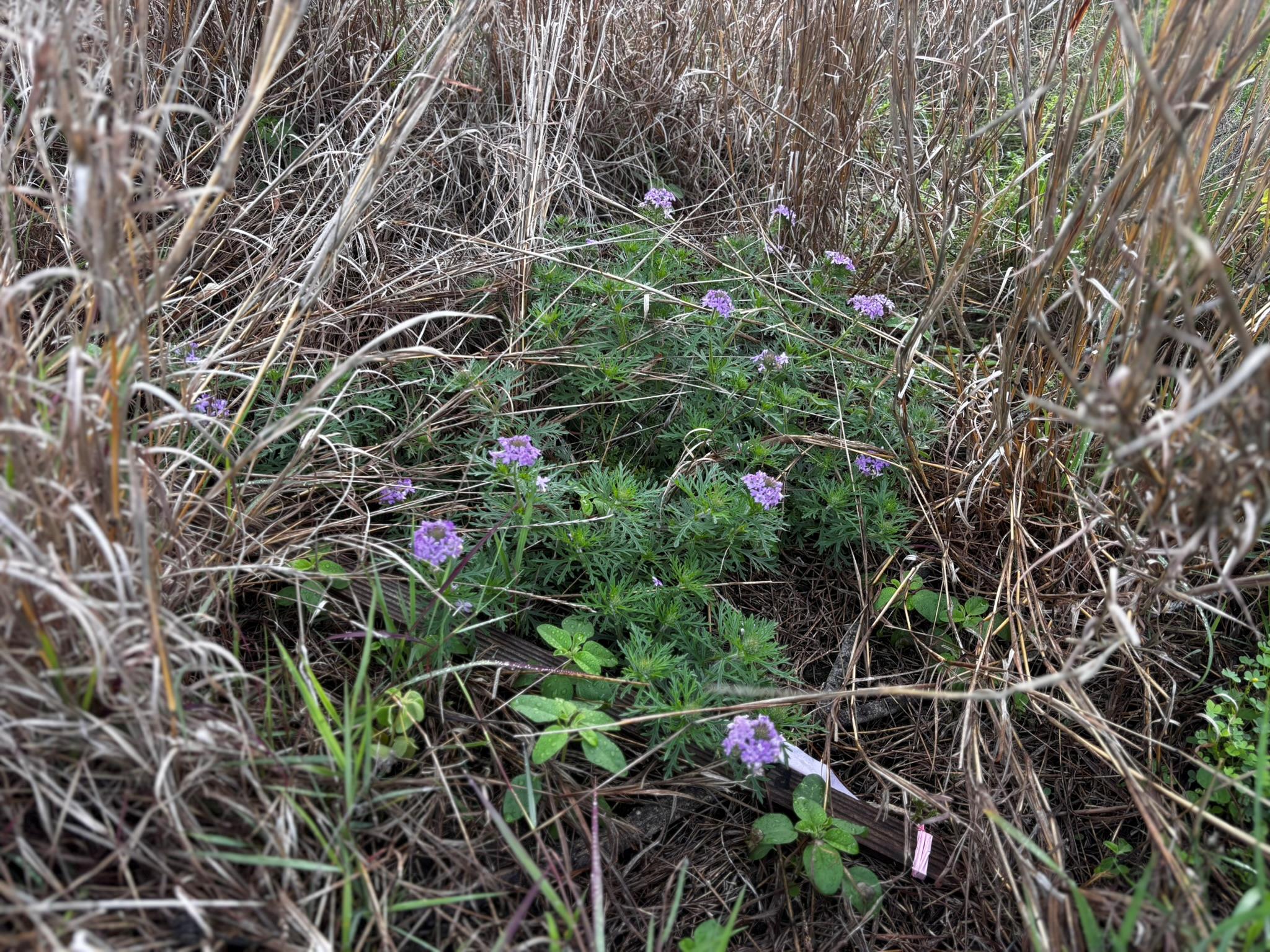 683 County Road 467, Thrall, TX 76578