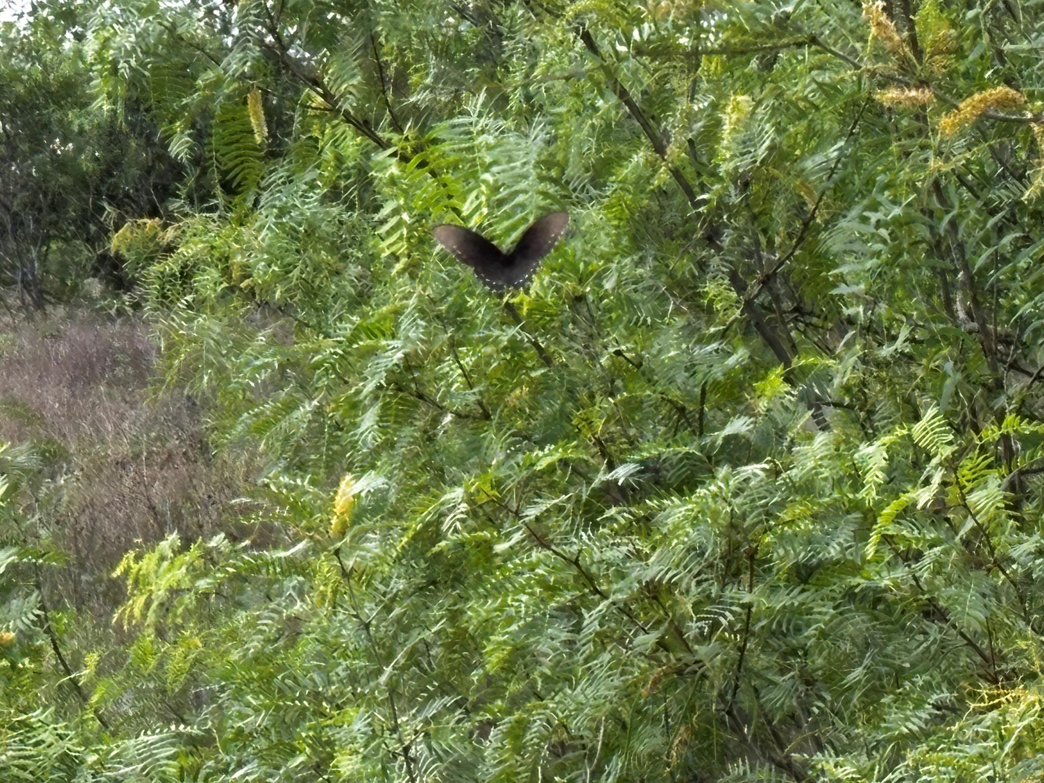 683 County Road 467, Thrall, TX 76578