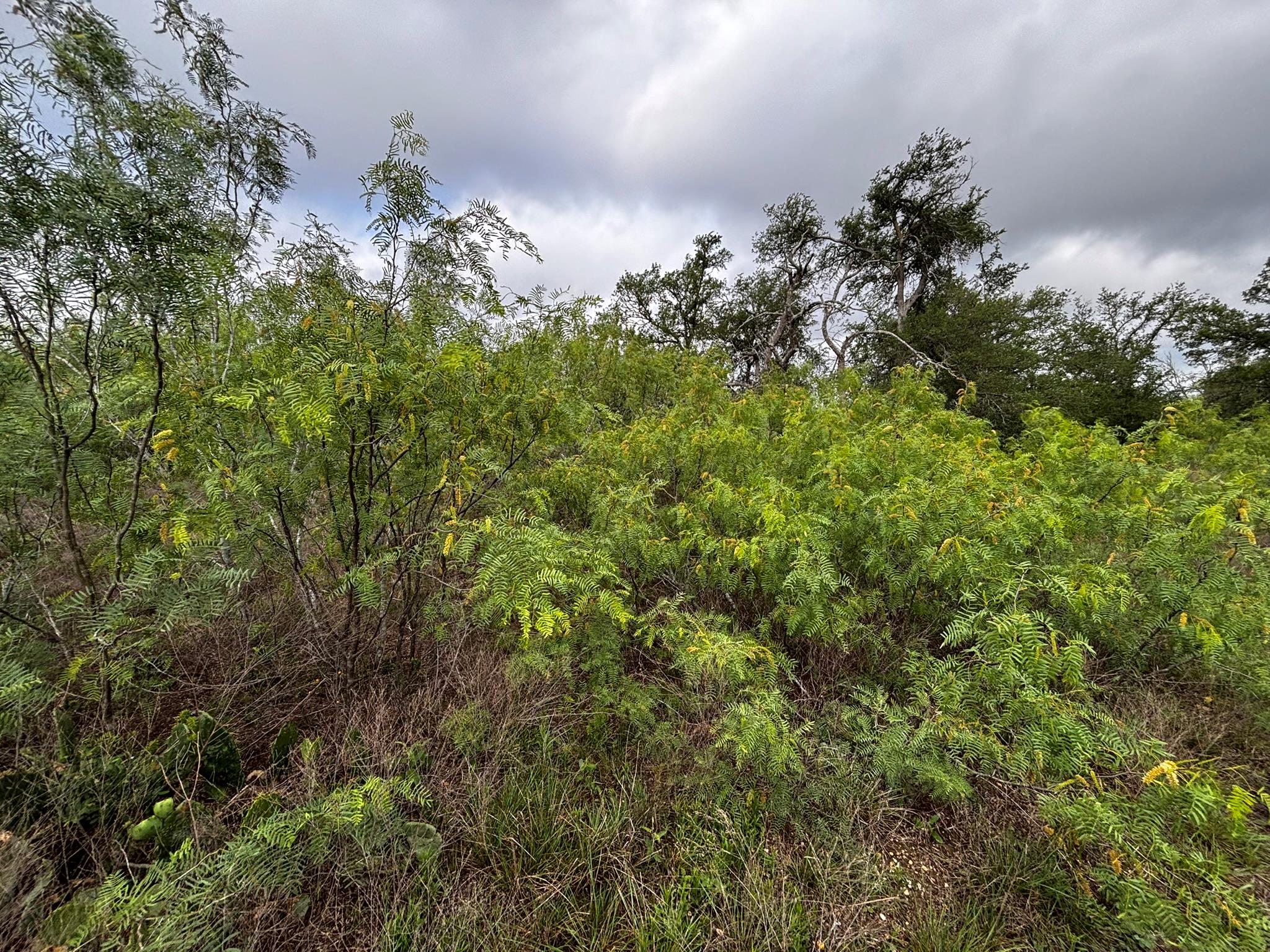 805 County Road 467, Thrall, TX 76578