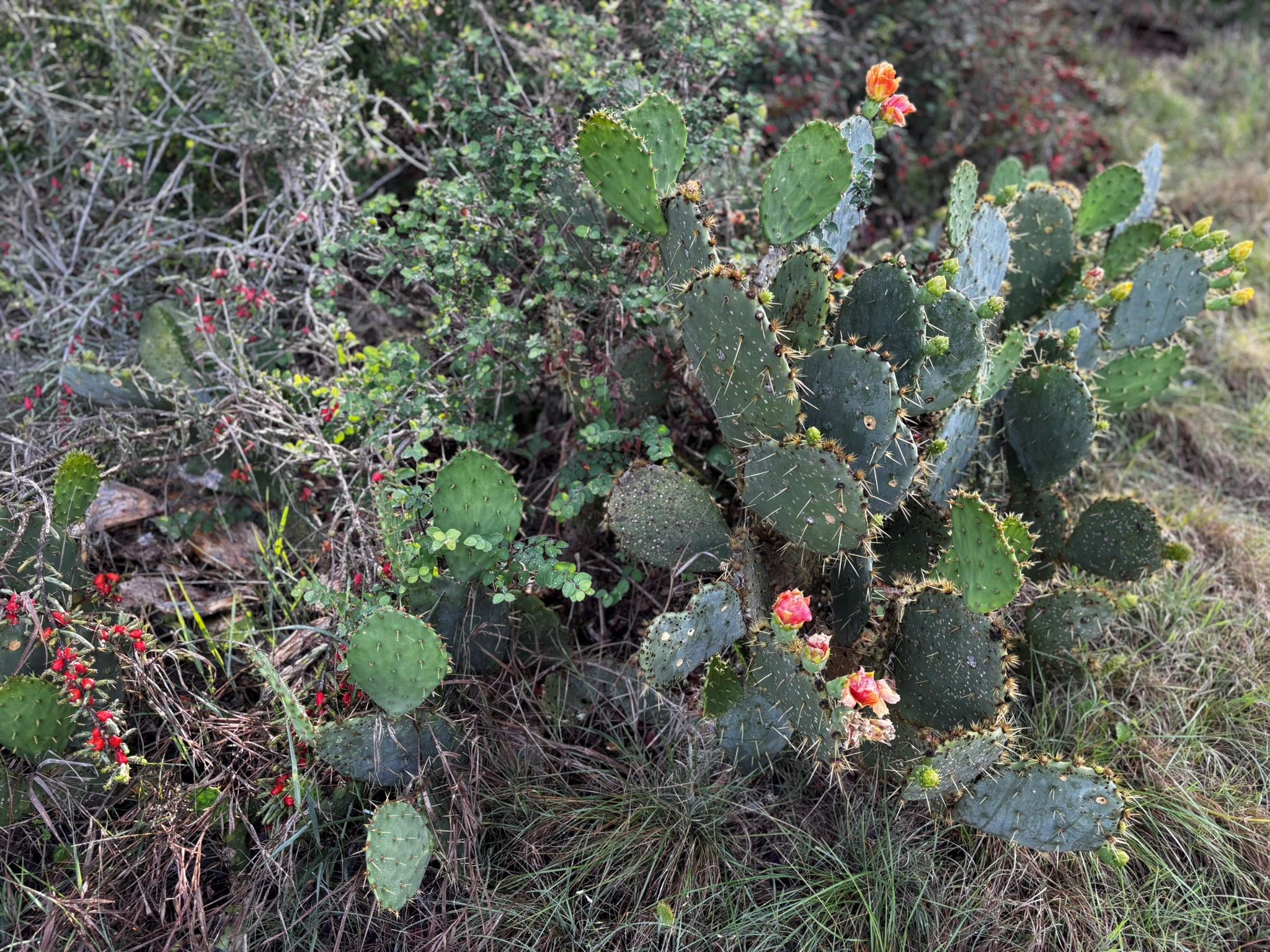 805 County Road 467, Thrall, TX 76578