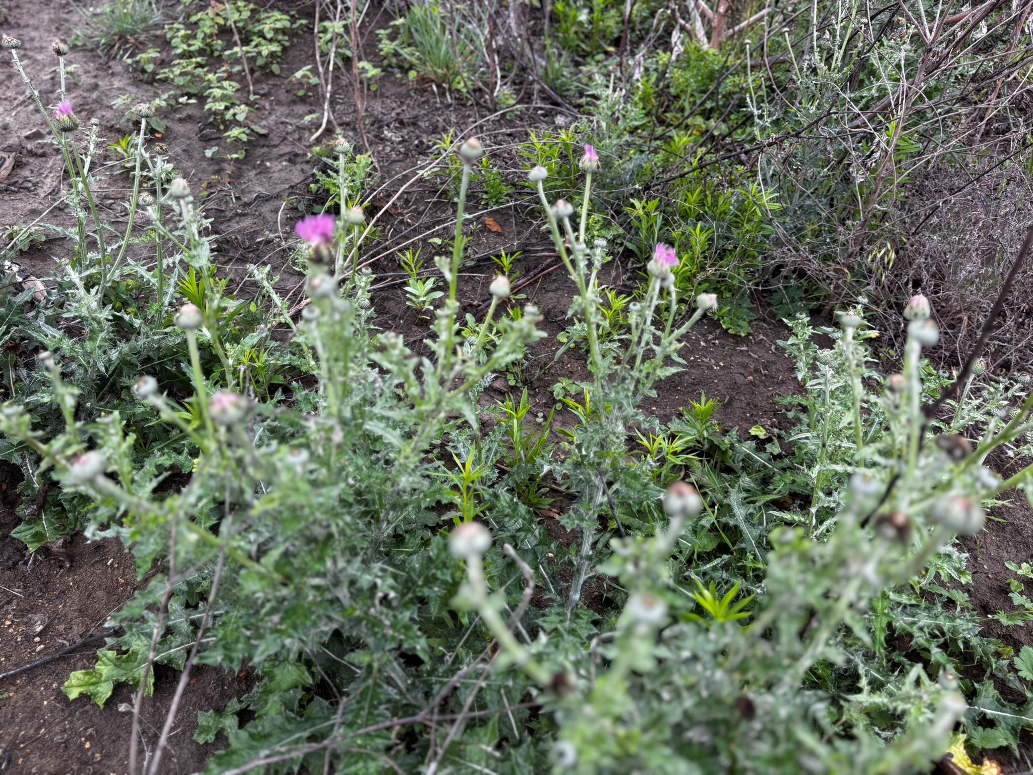 805 County Road 467, Thrall, TX 76578